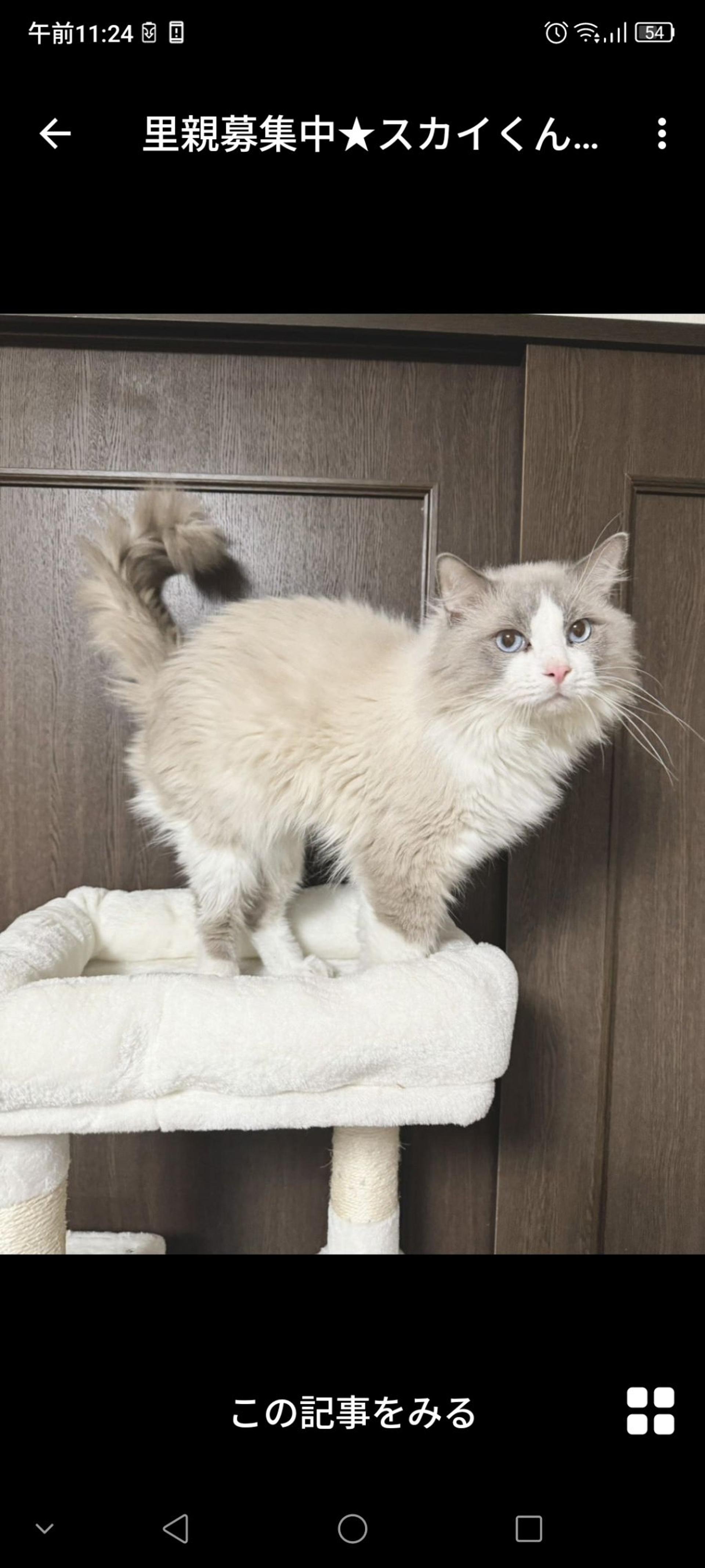 pet-image-2