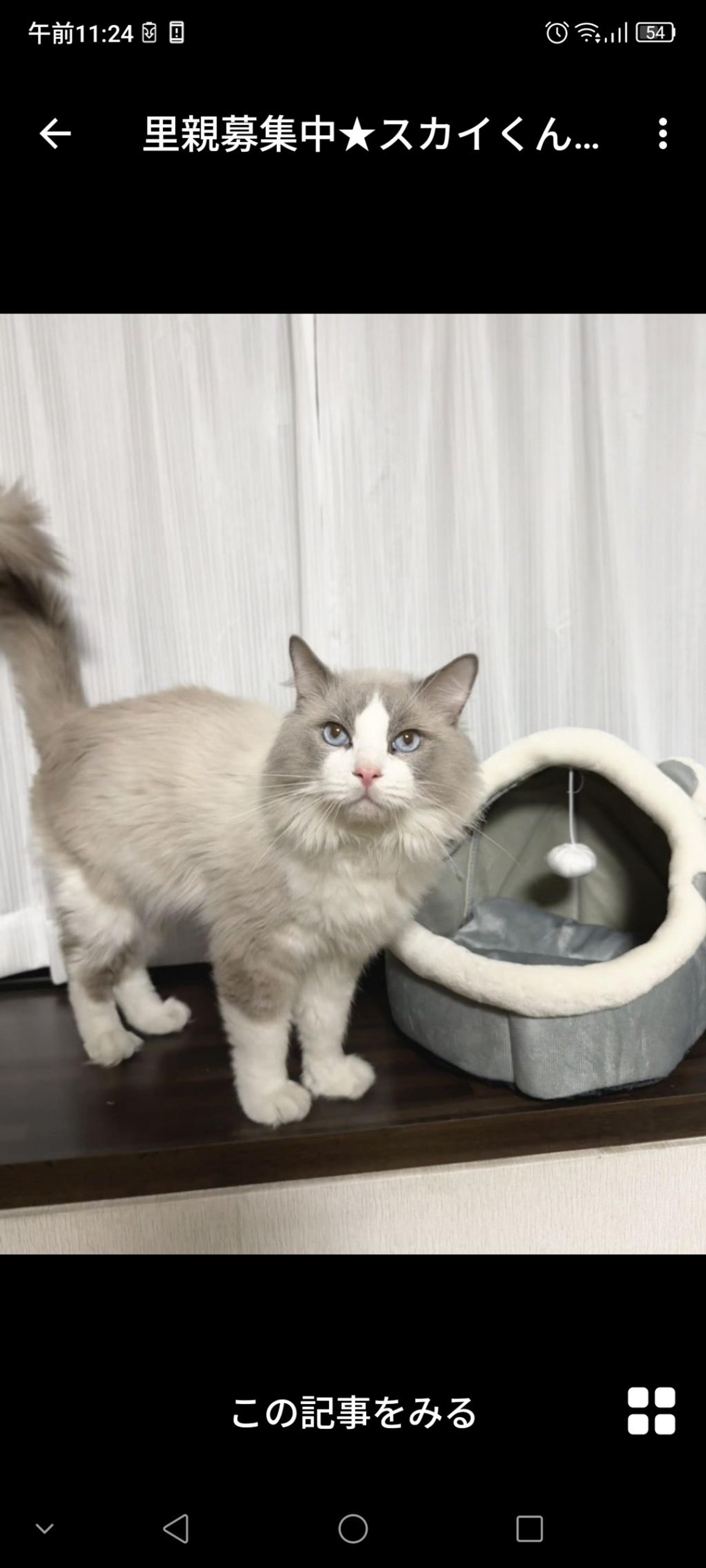 pet-image-3