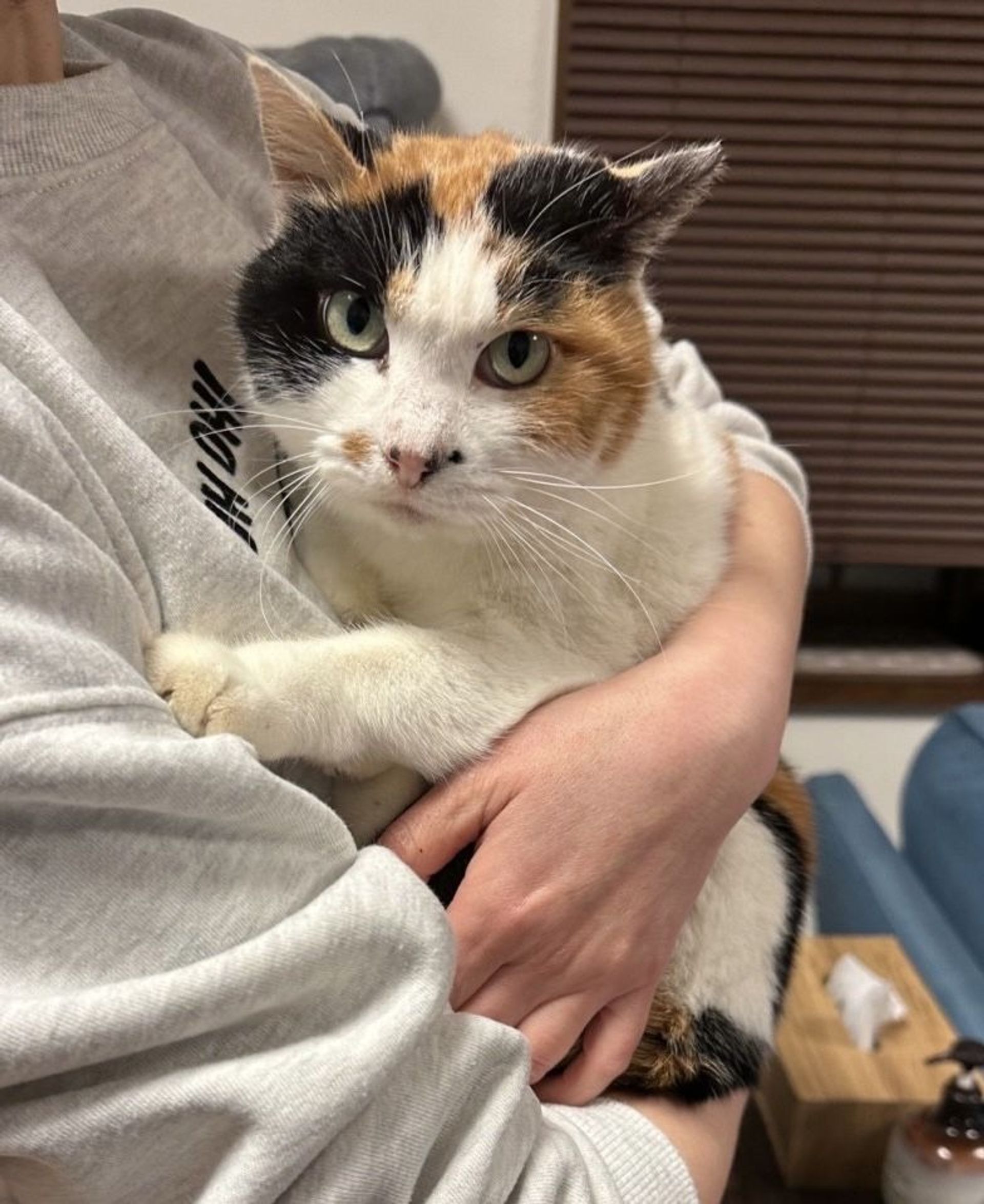 雑種（ミックス猫）・メスの里親募集の写真