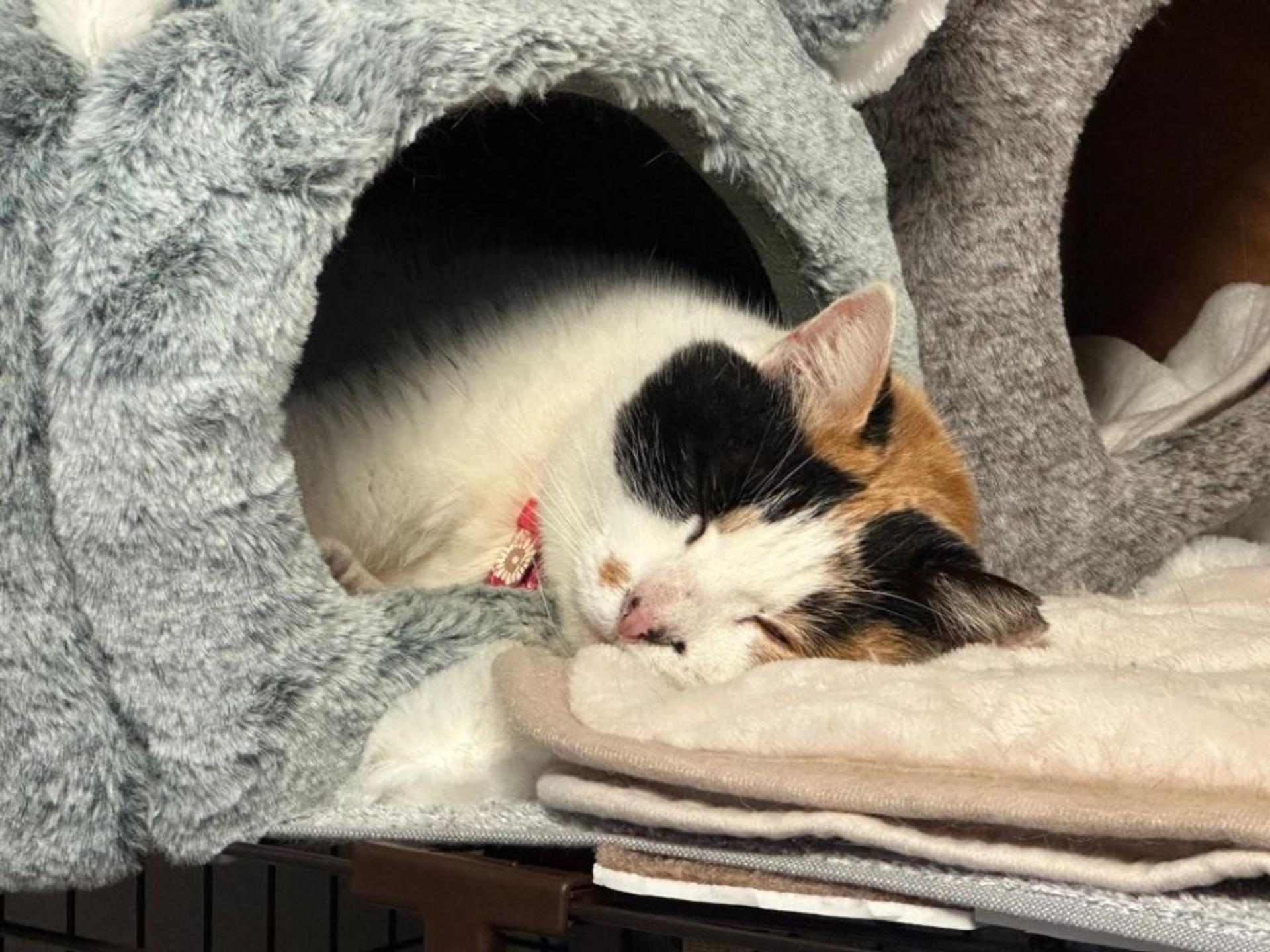 pet-image-7