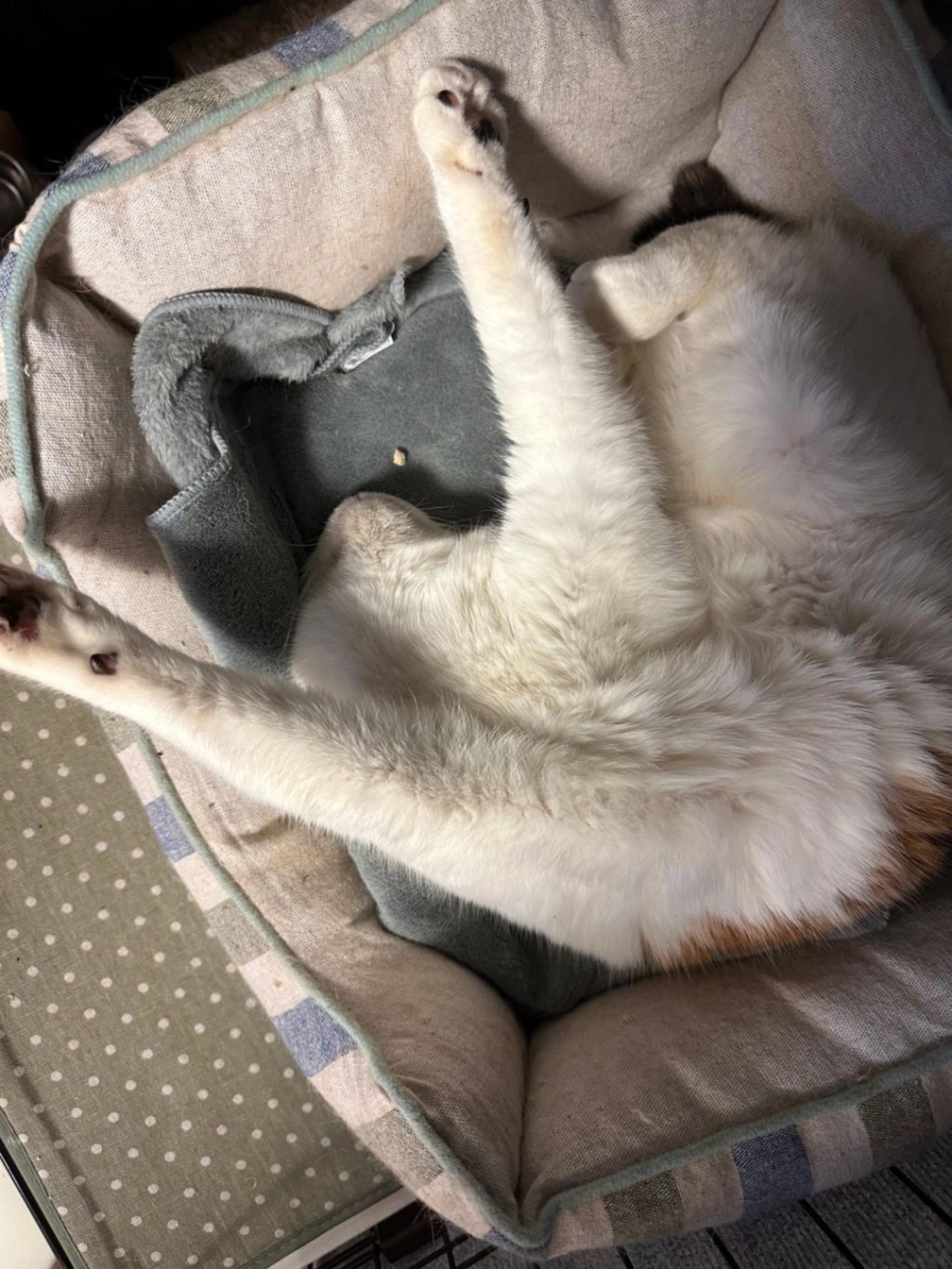 pet-image-9