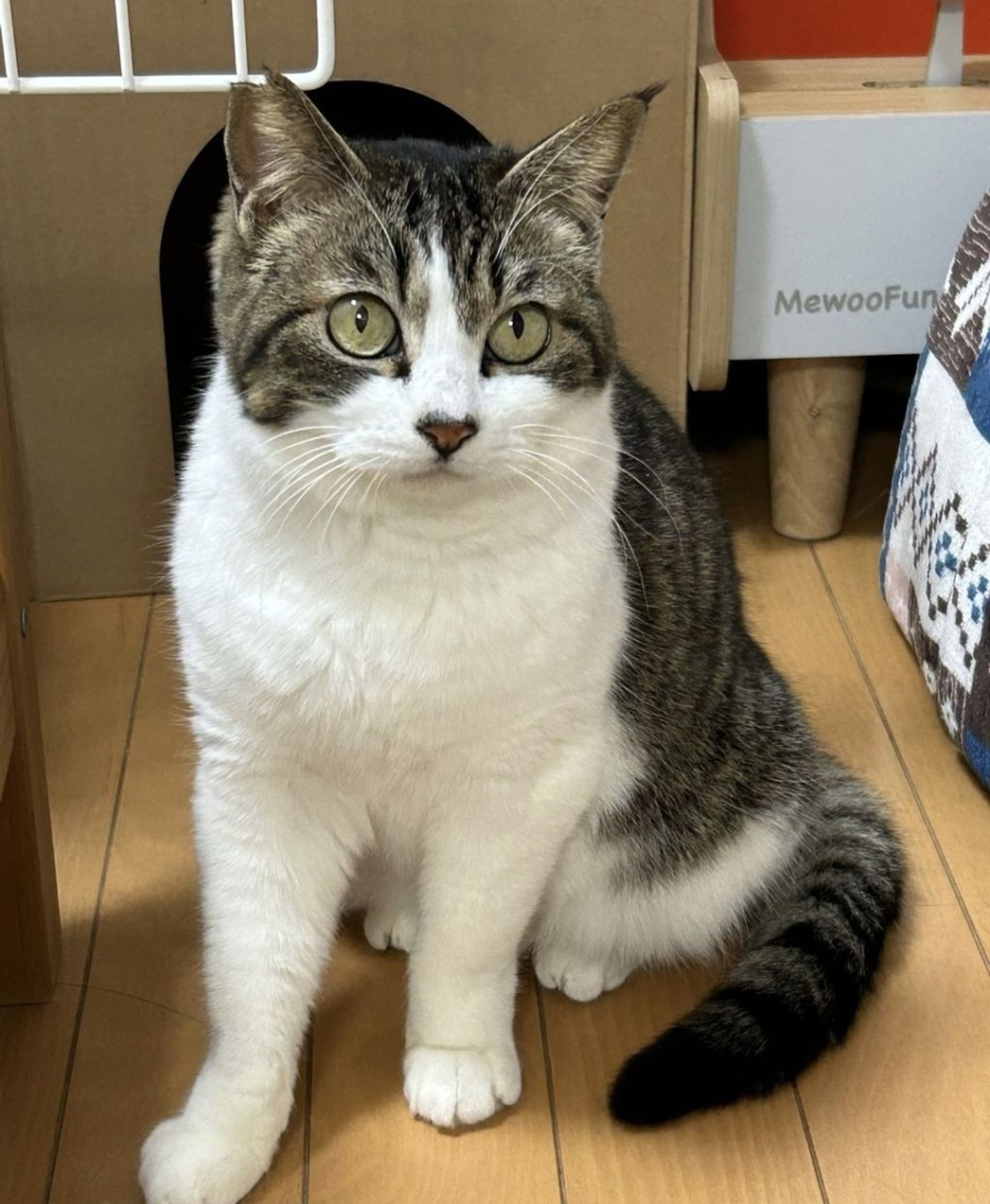 雑種（ミックス猫）・メスの里親募集の写真
