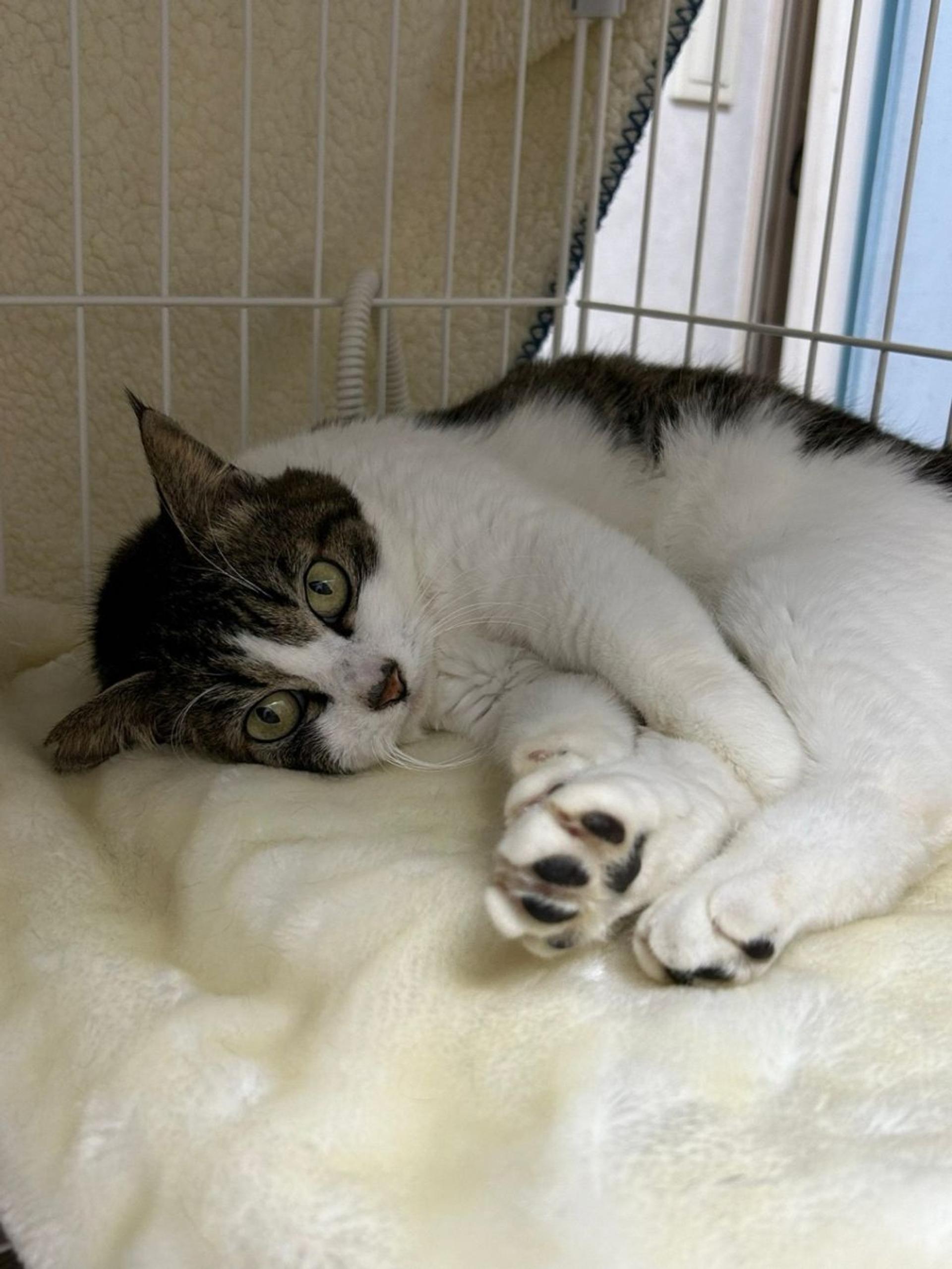 pet-image-5