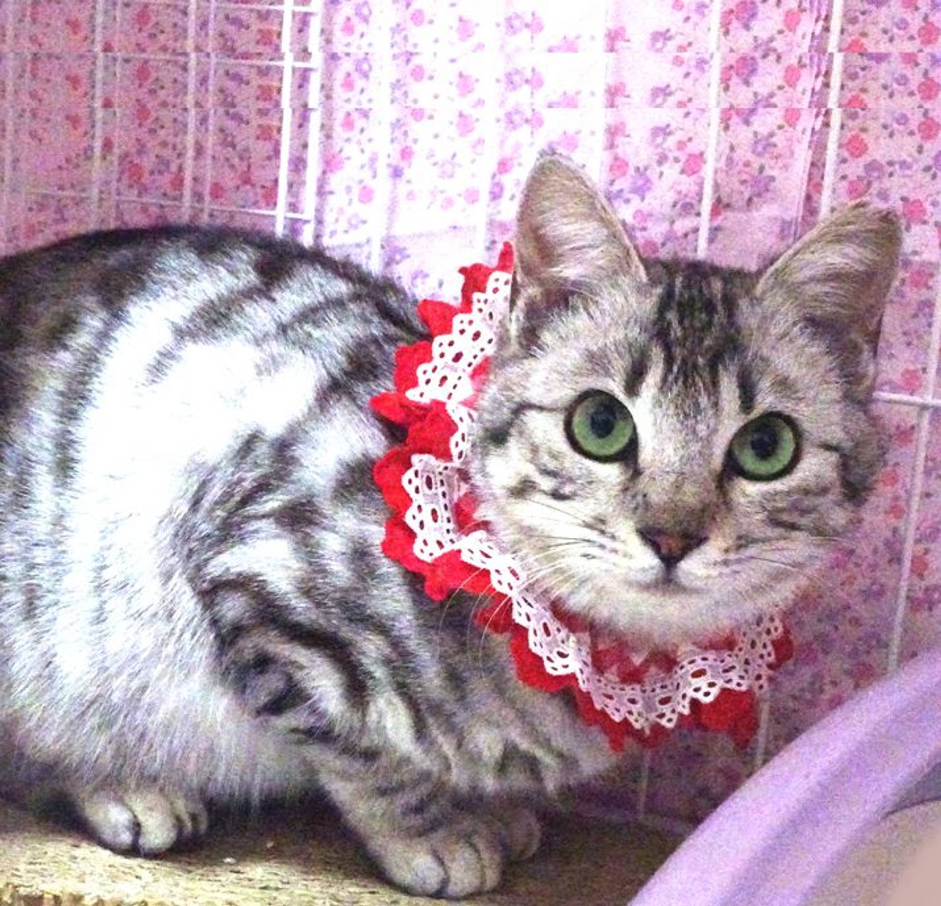 雑種（ミックス猫）・メスの里親募集の写真
