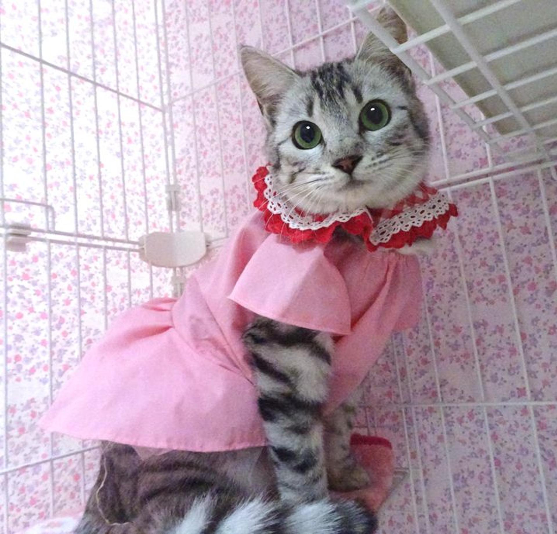 pet-image-3