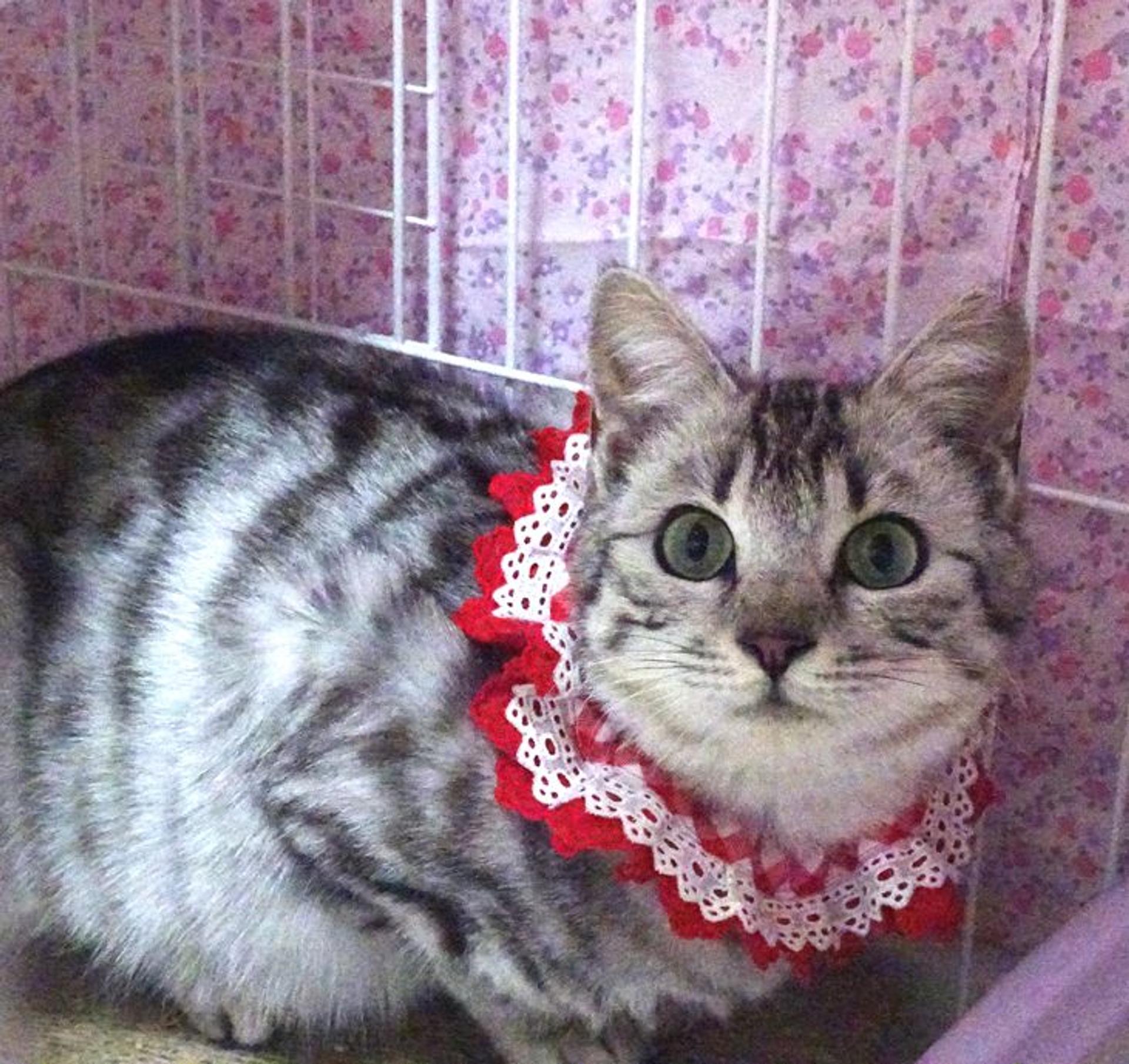 pet-image-4