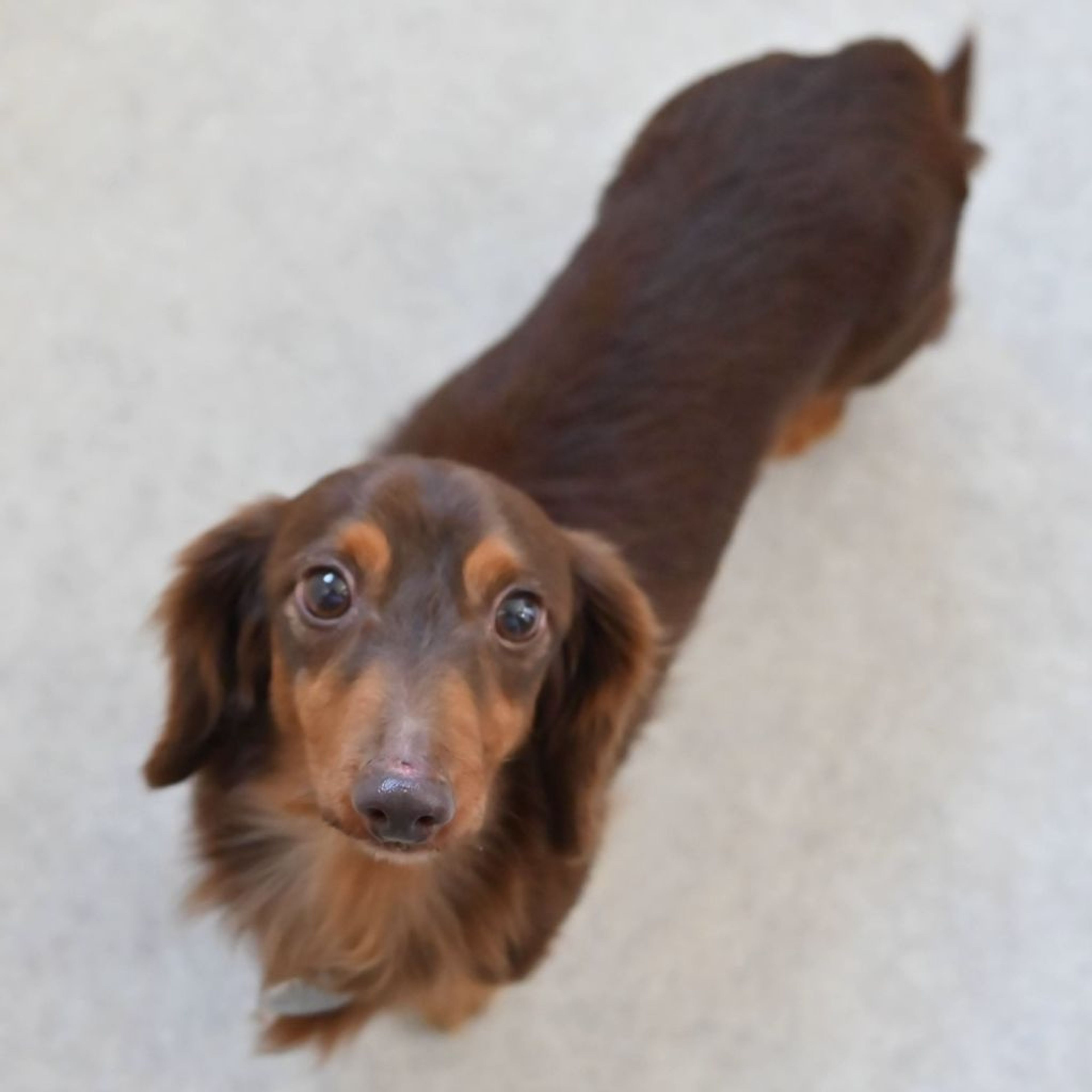 pet-image-3