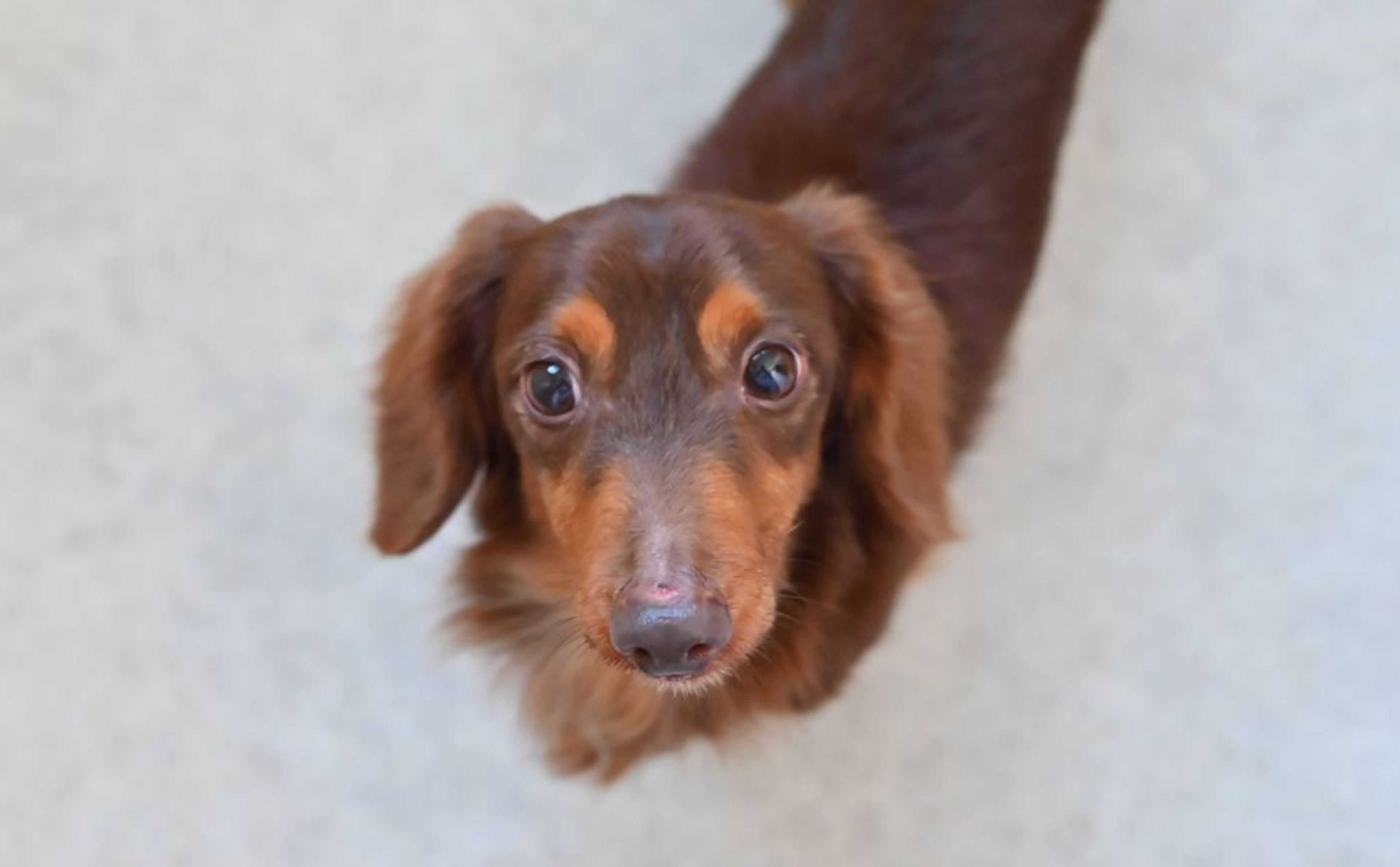 pet-image-4