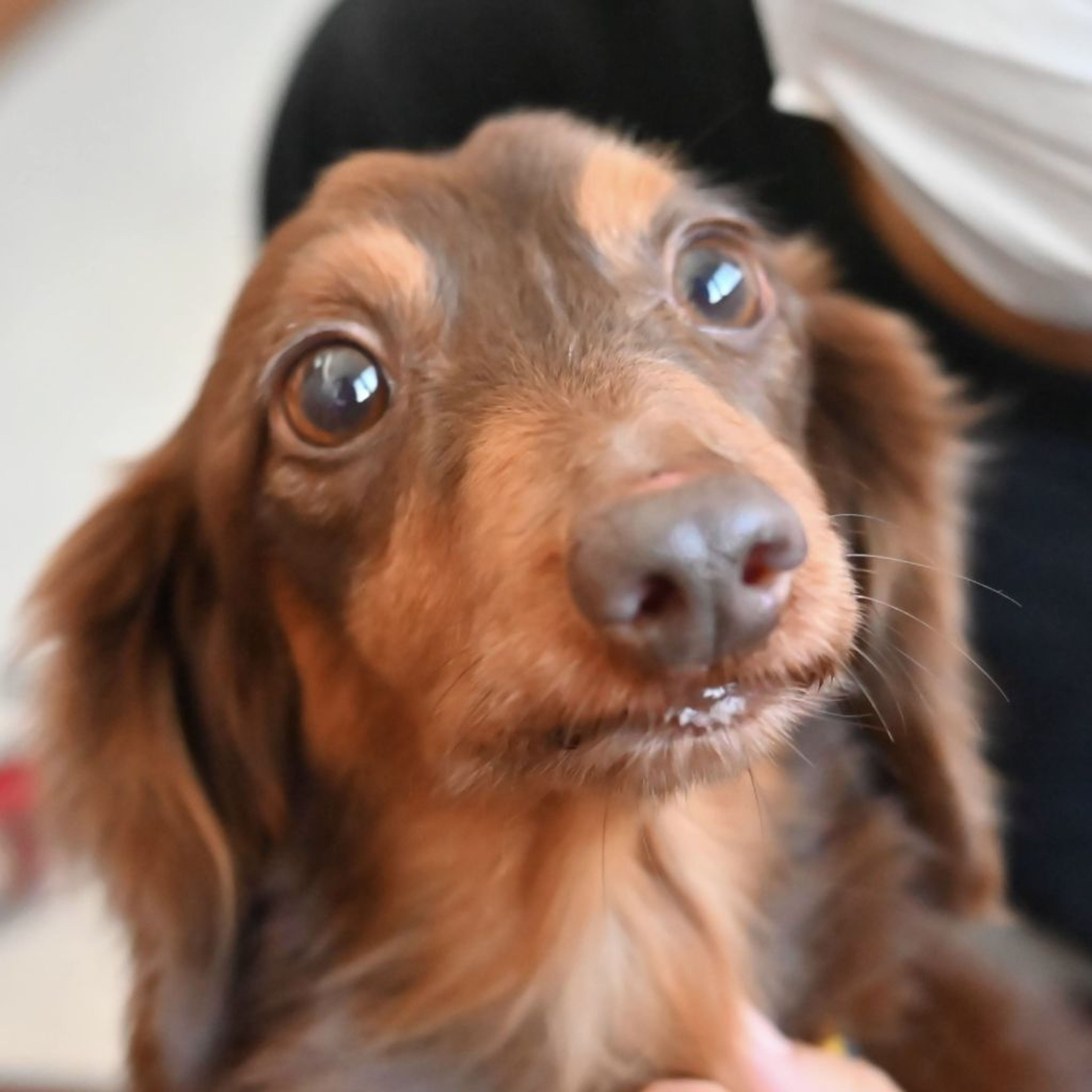 pet-image-5