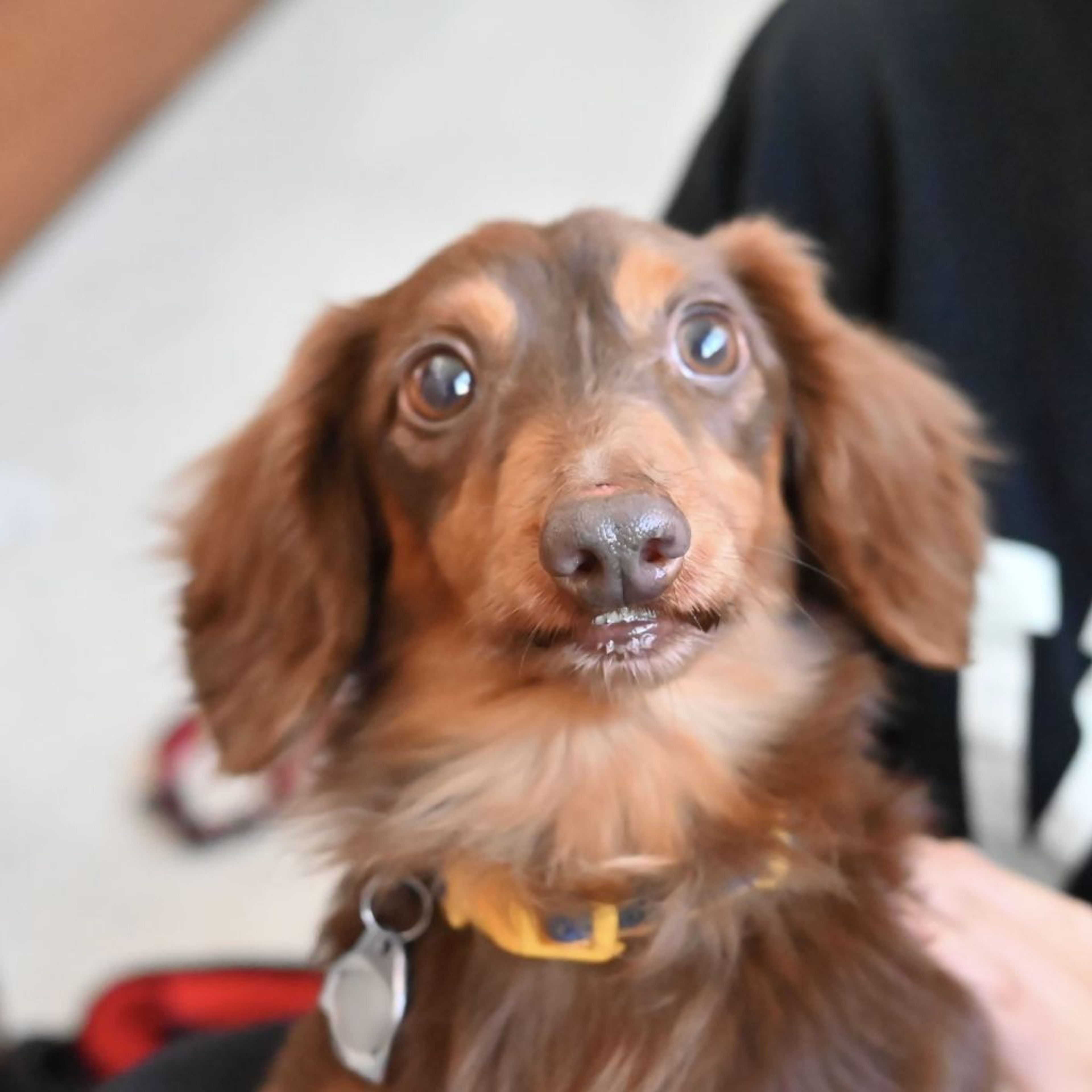 pet-image-6