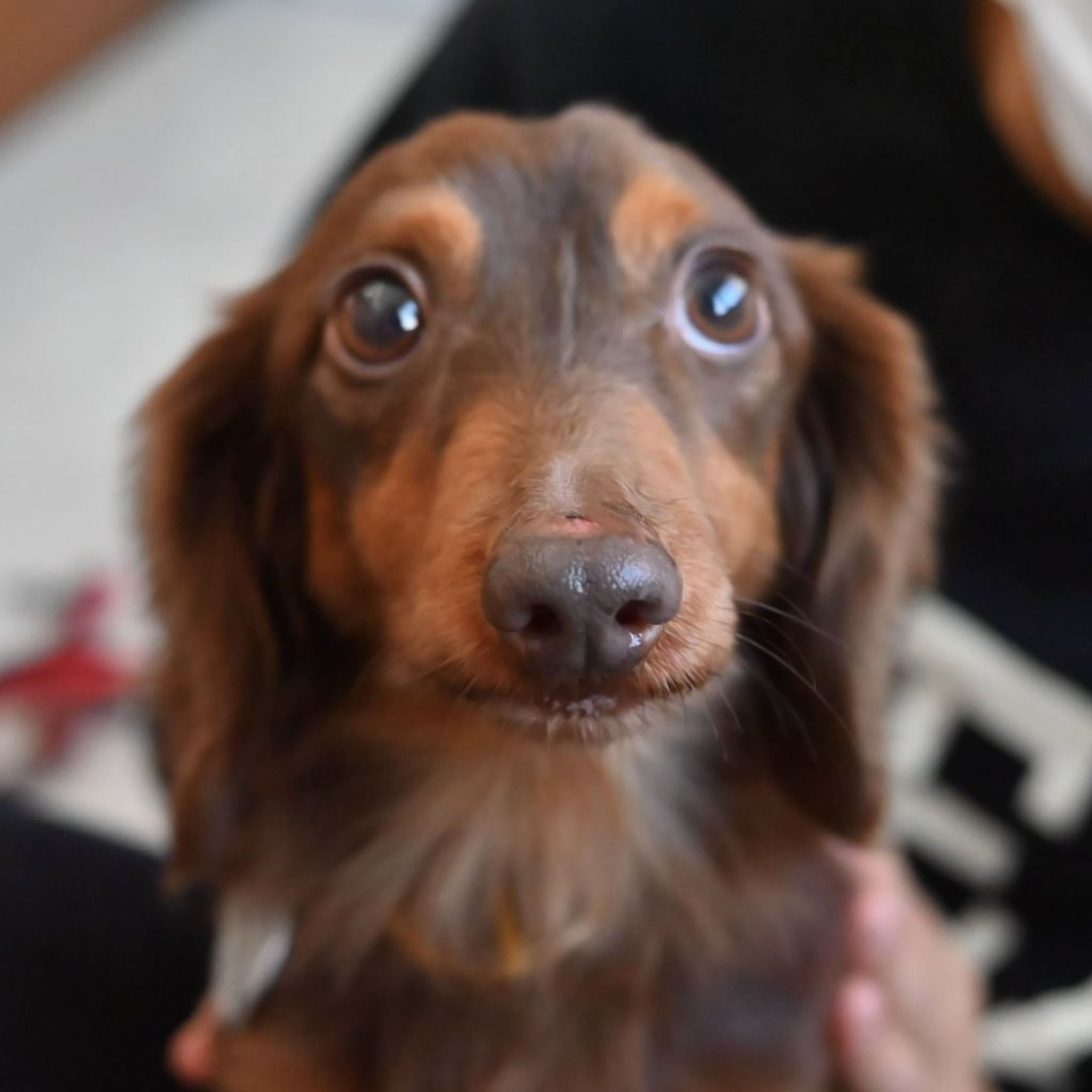 pet-image-7
