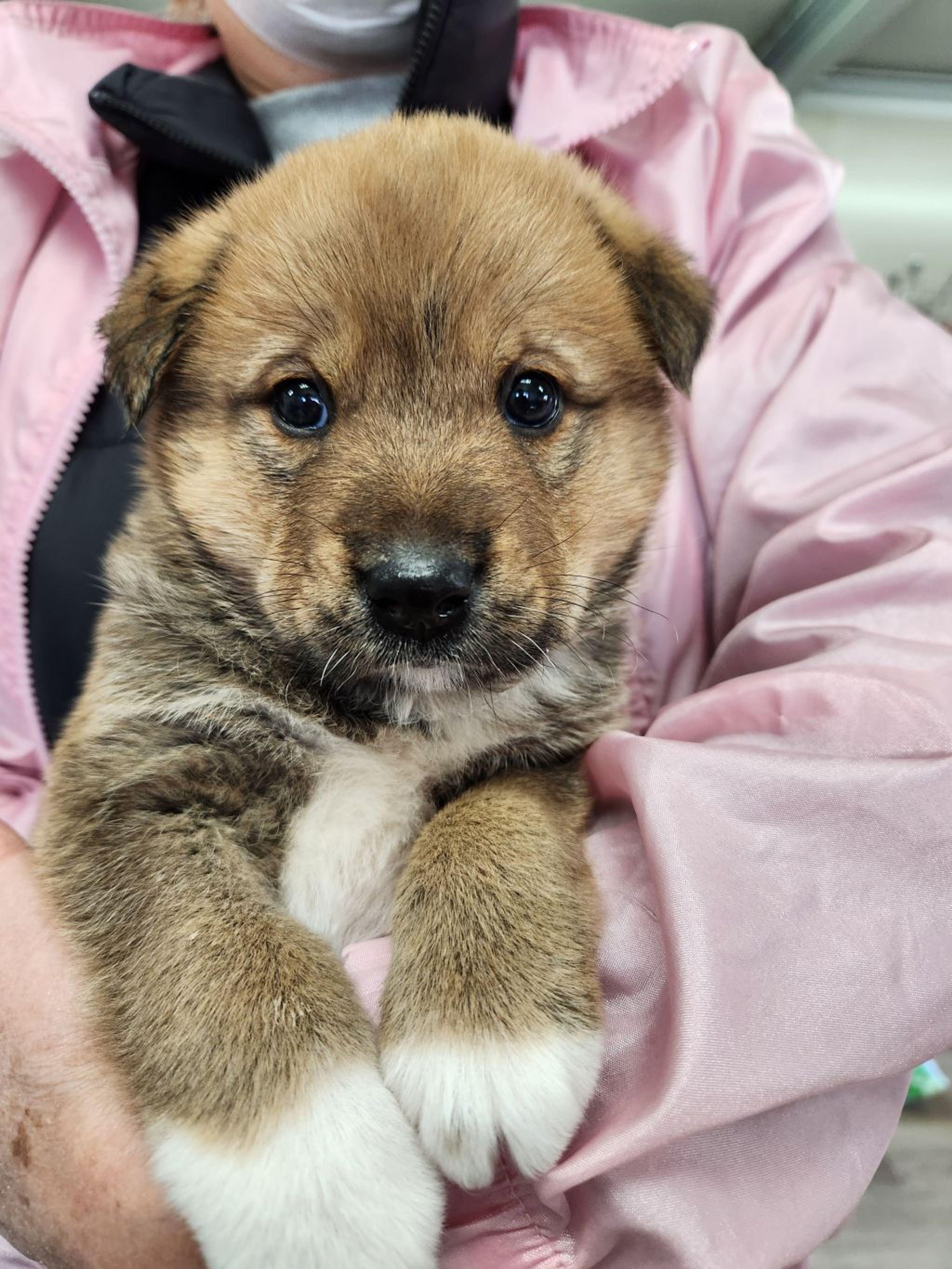 雑種（ミックス犬）・オスの里親募集の写真