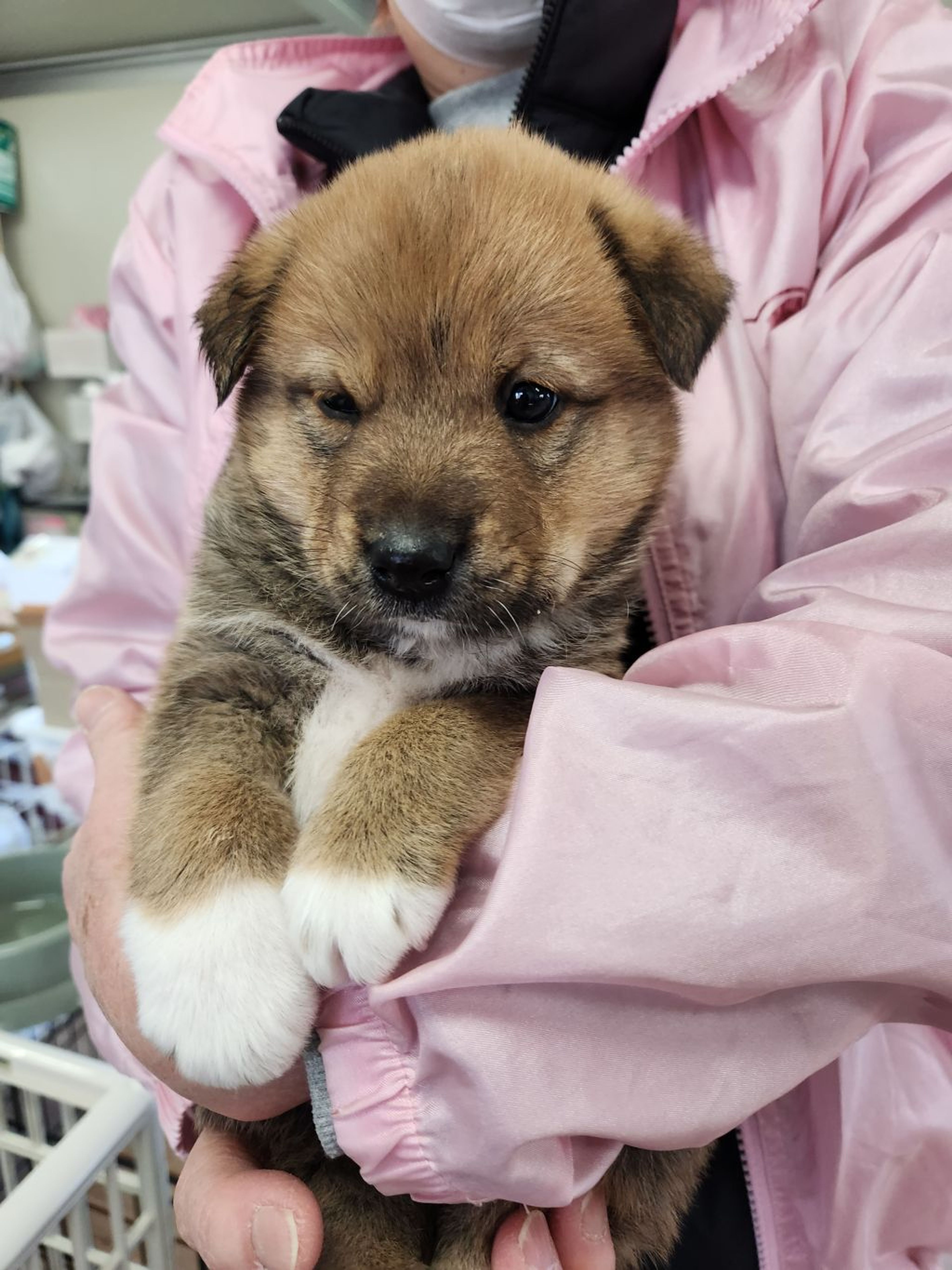 pet-image-3
