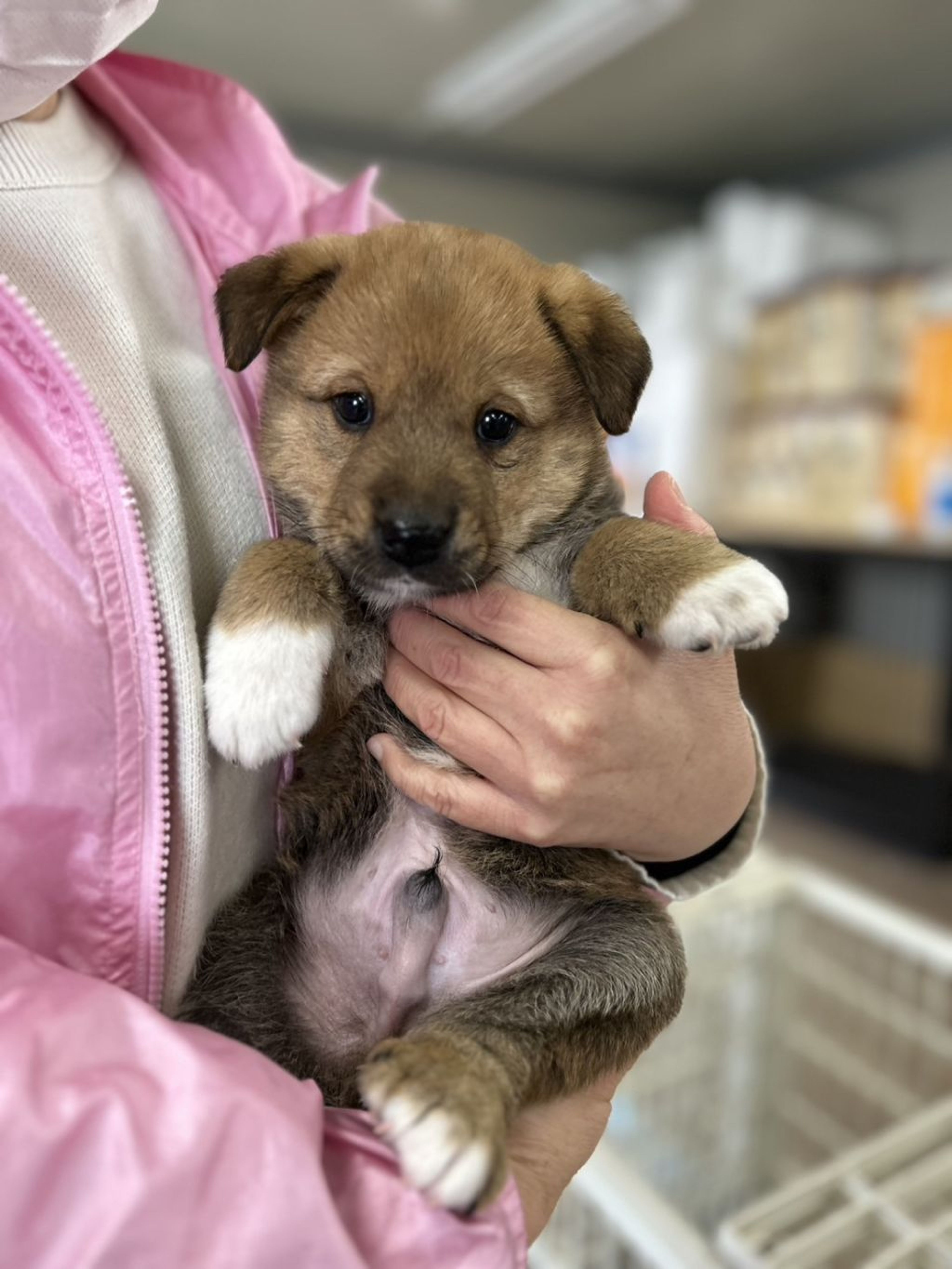 pet-image-2