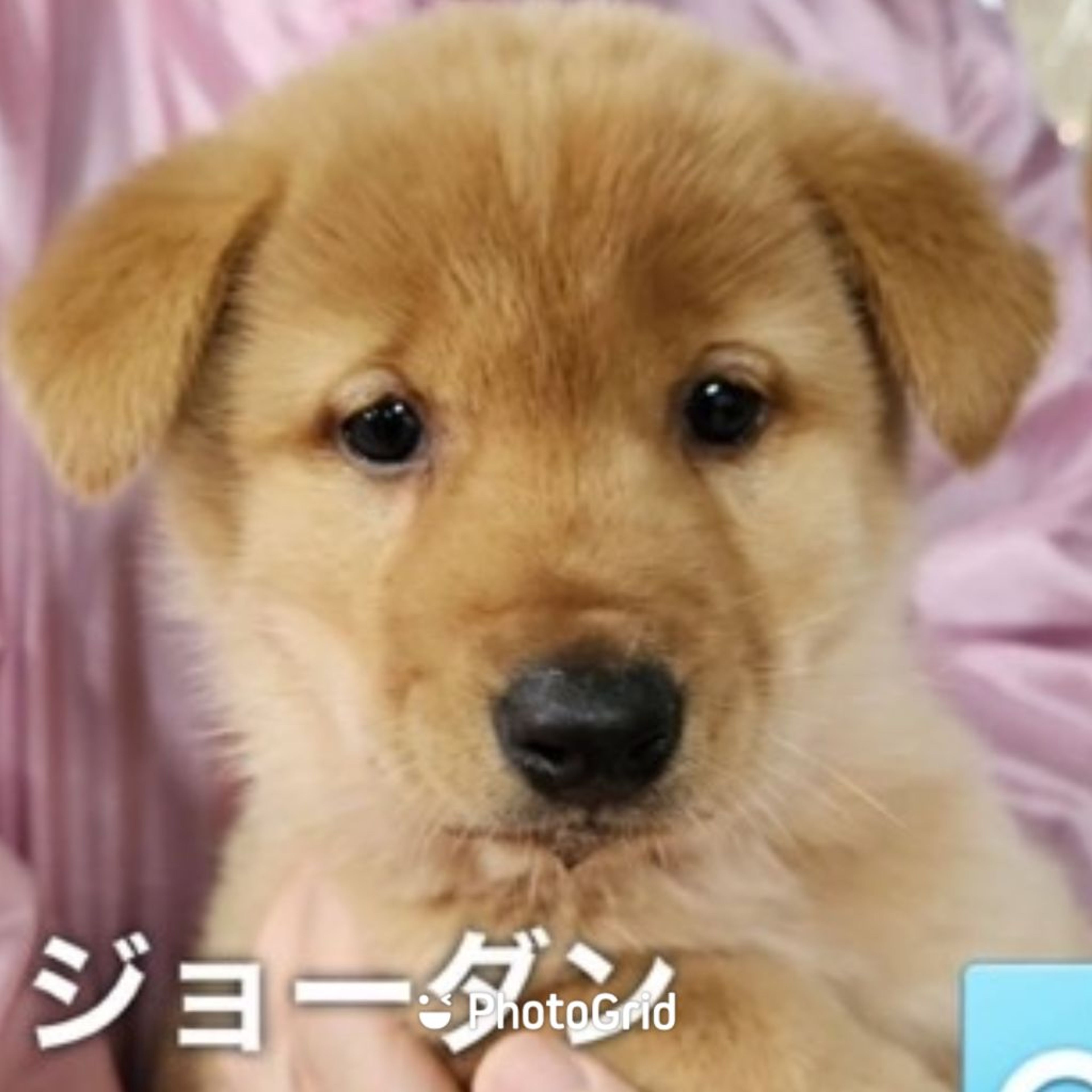 雑種（ミックス犬）・オスの里親募集の写真