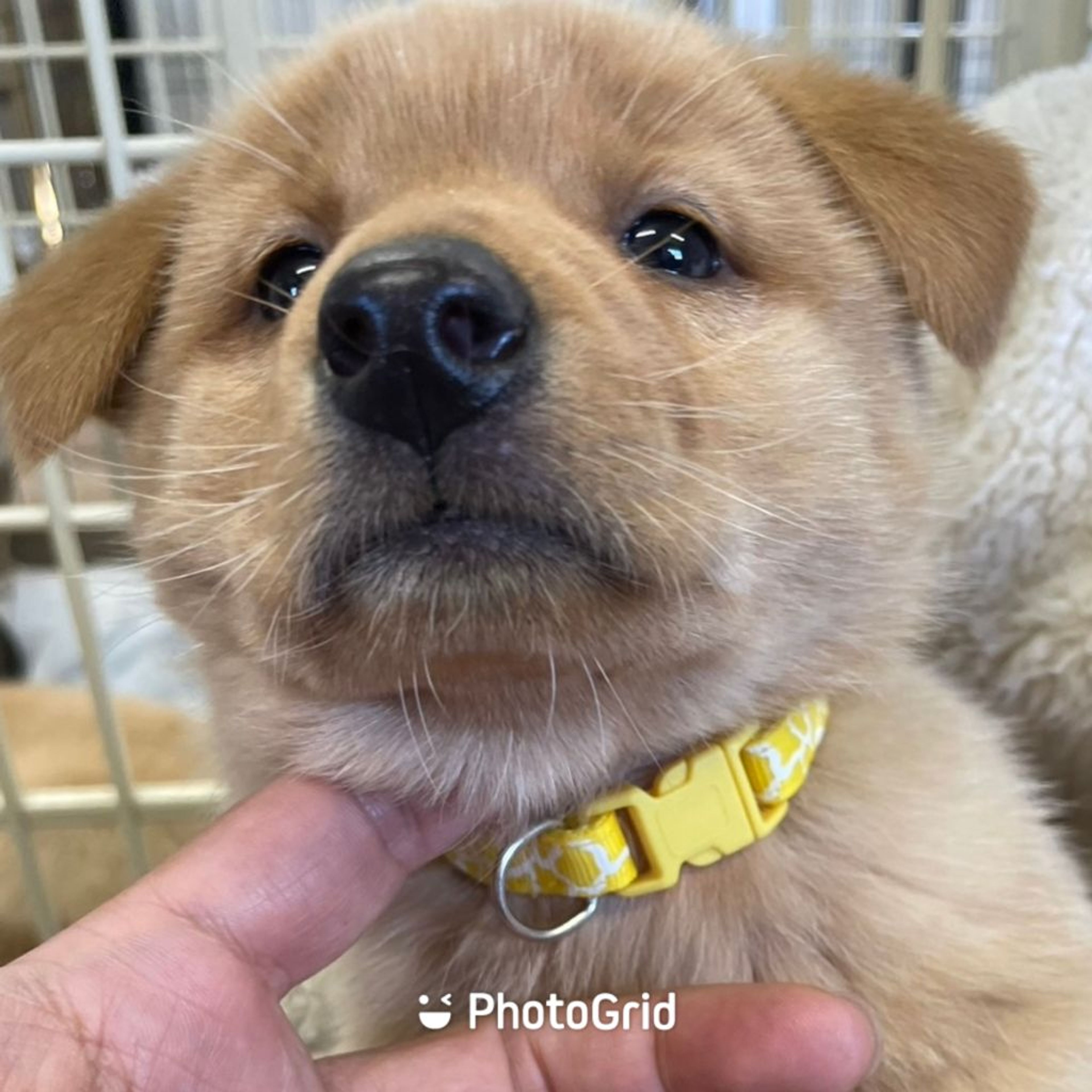 pet-image-2