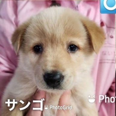 サンゴの写真