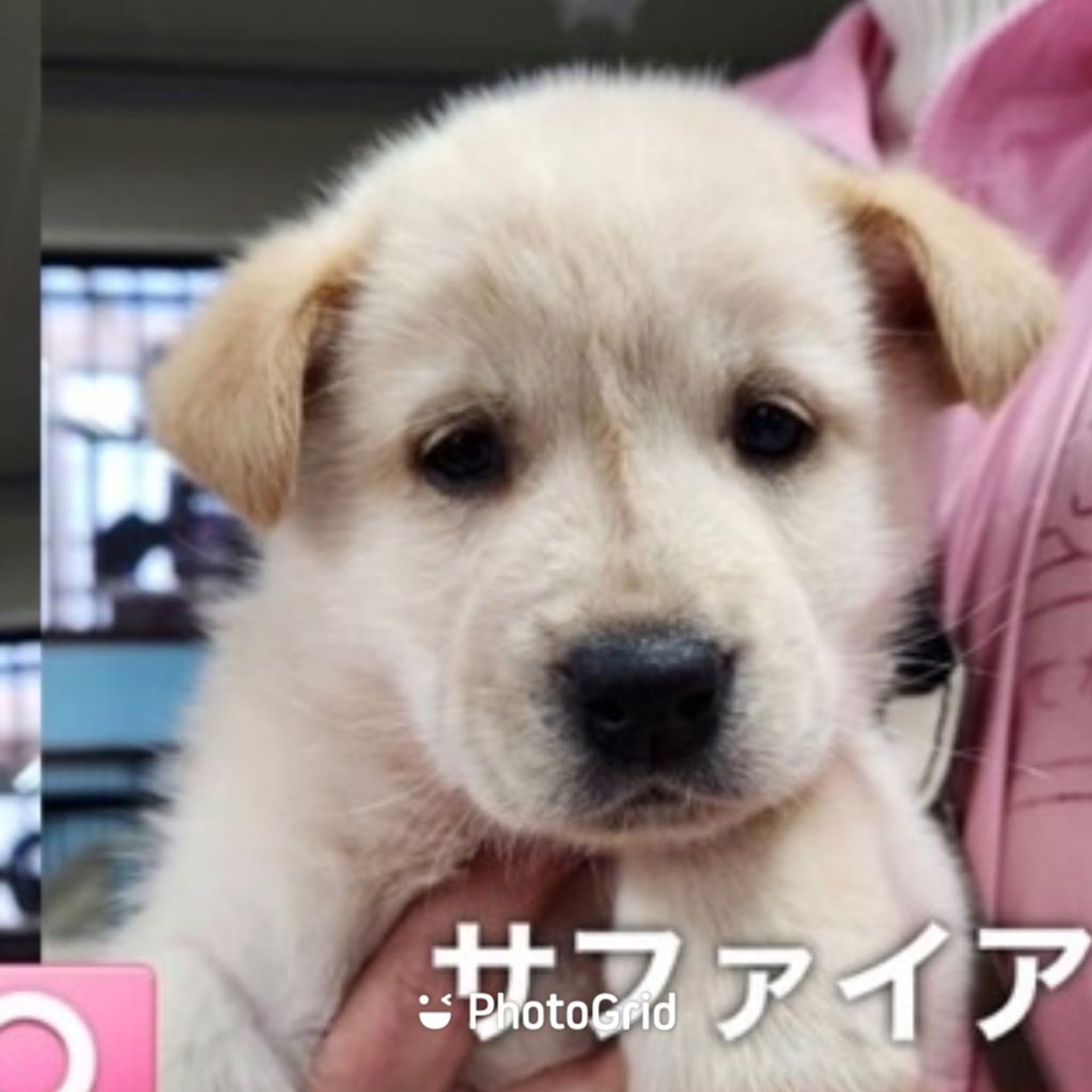雑種（ミックス犬）・メスの里親募集の写真