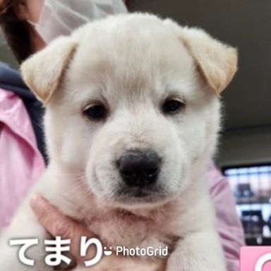てまりの写真