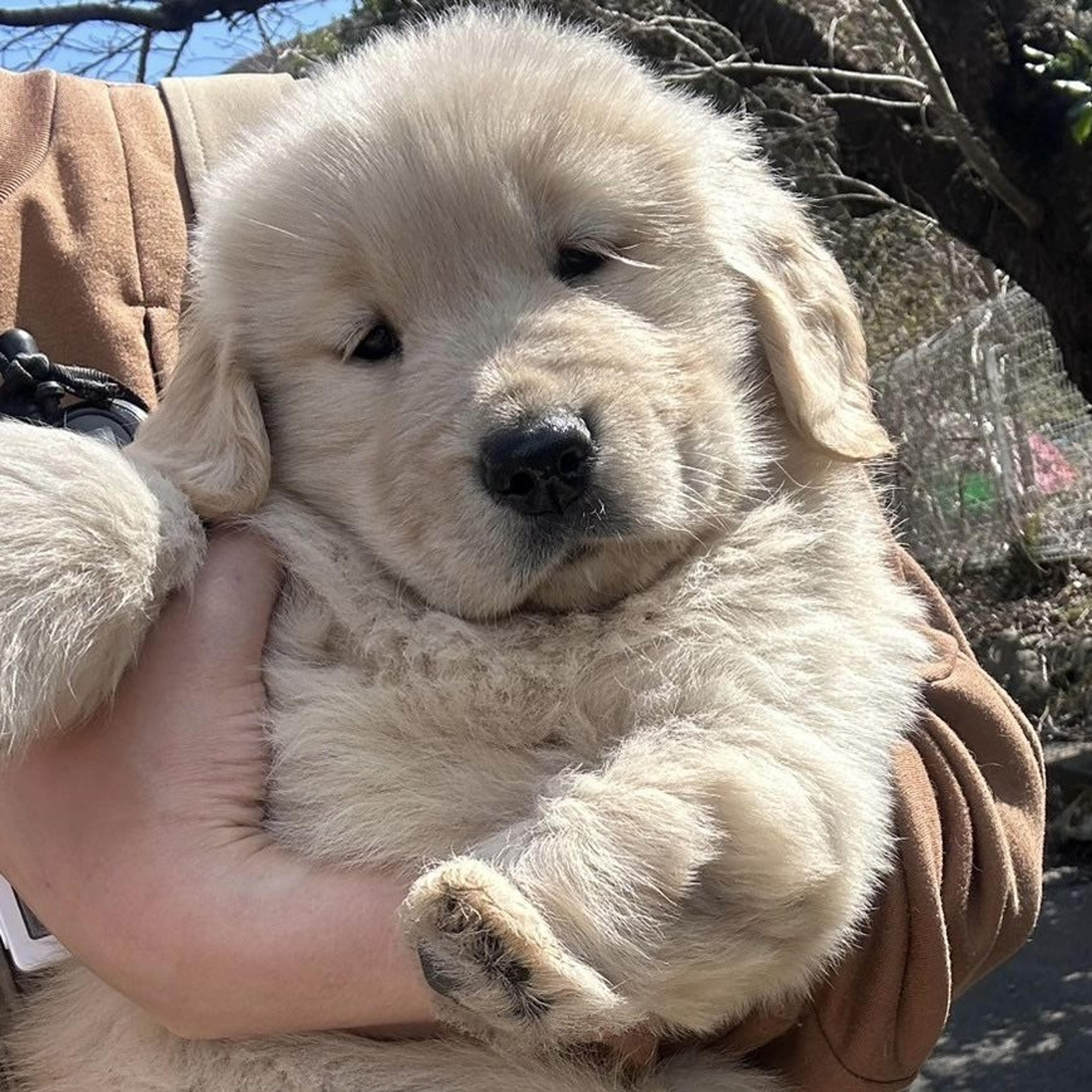 pet-image-3