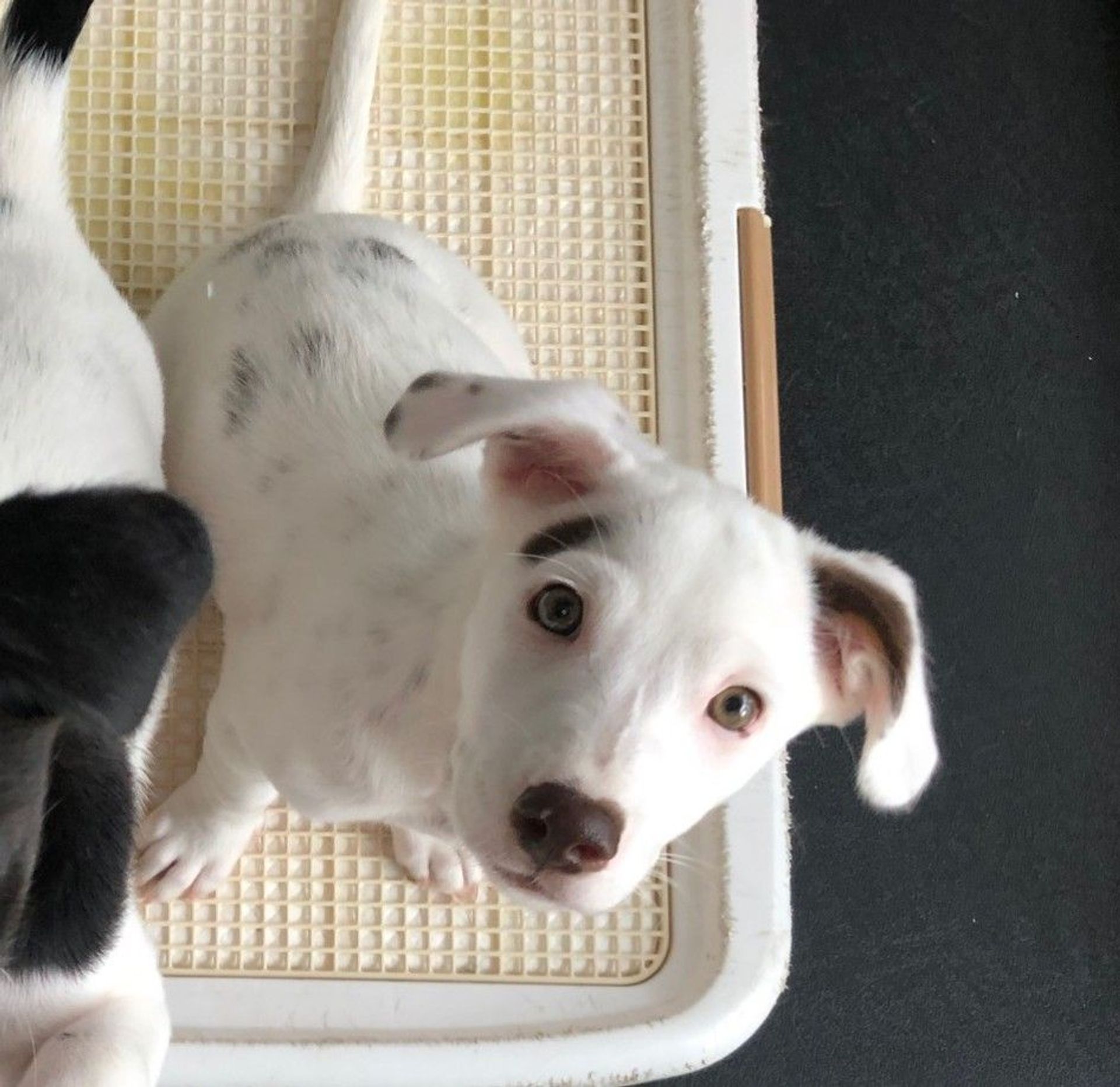 雑種（ミックス犬）・メスの里親募集の写真