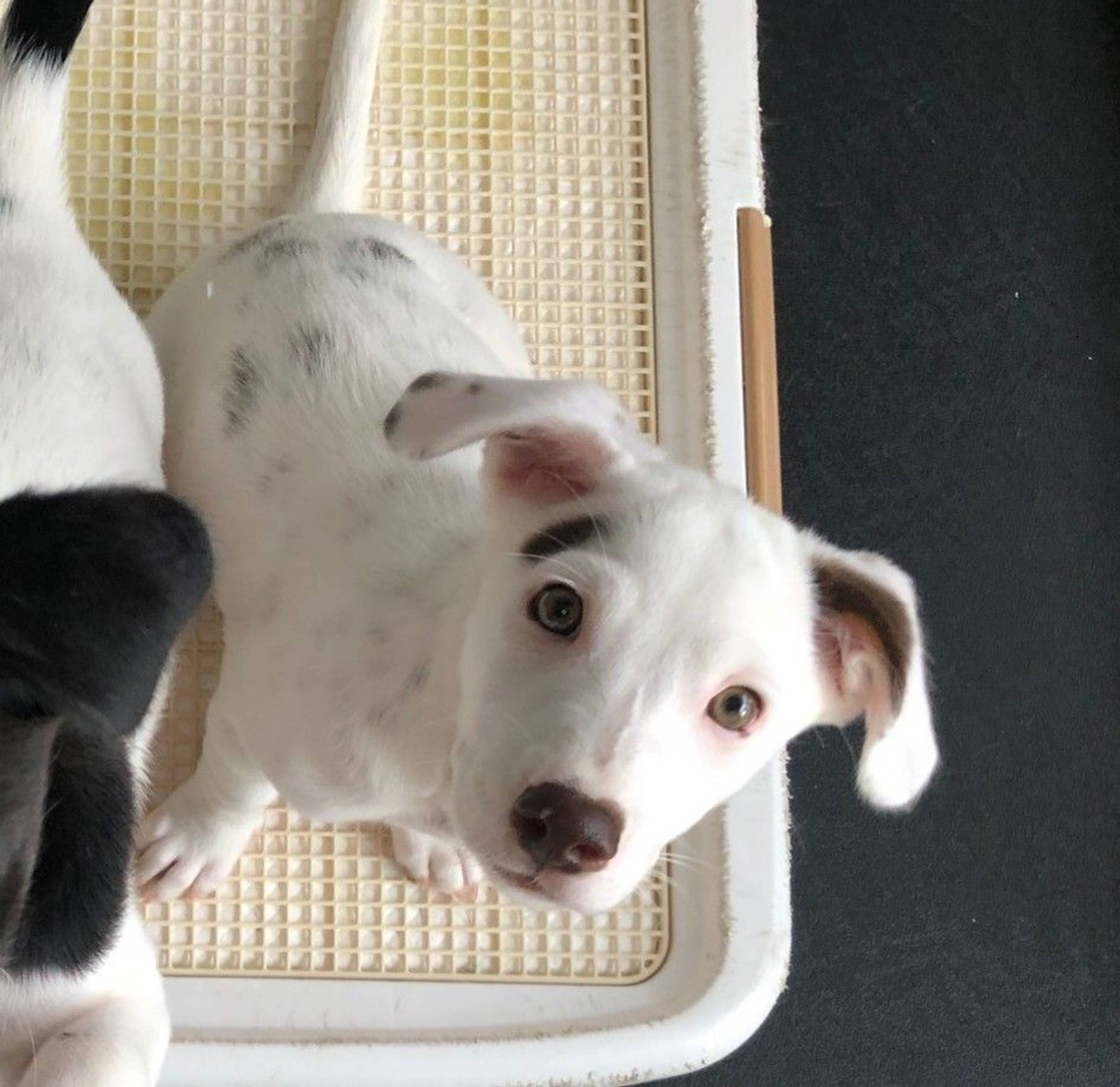 雑種（ミックス犬）・メスの里親募集の写真
