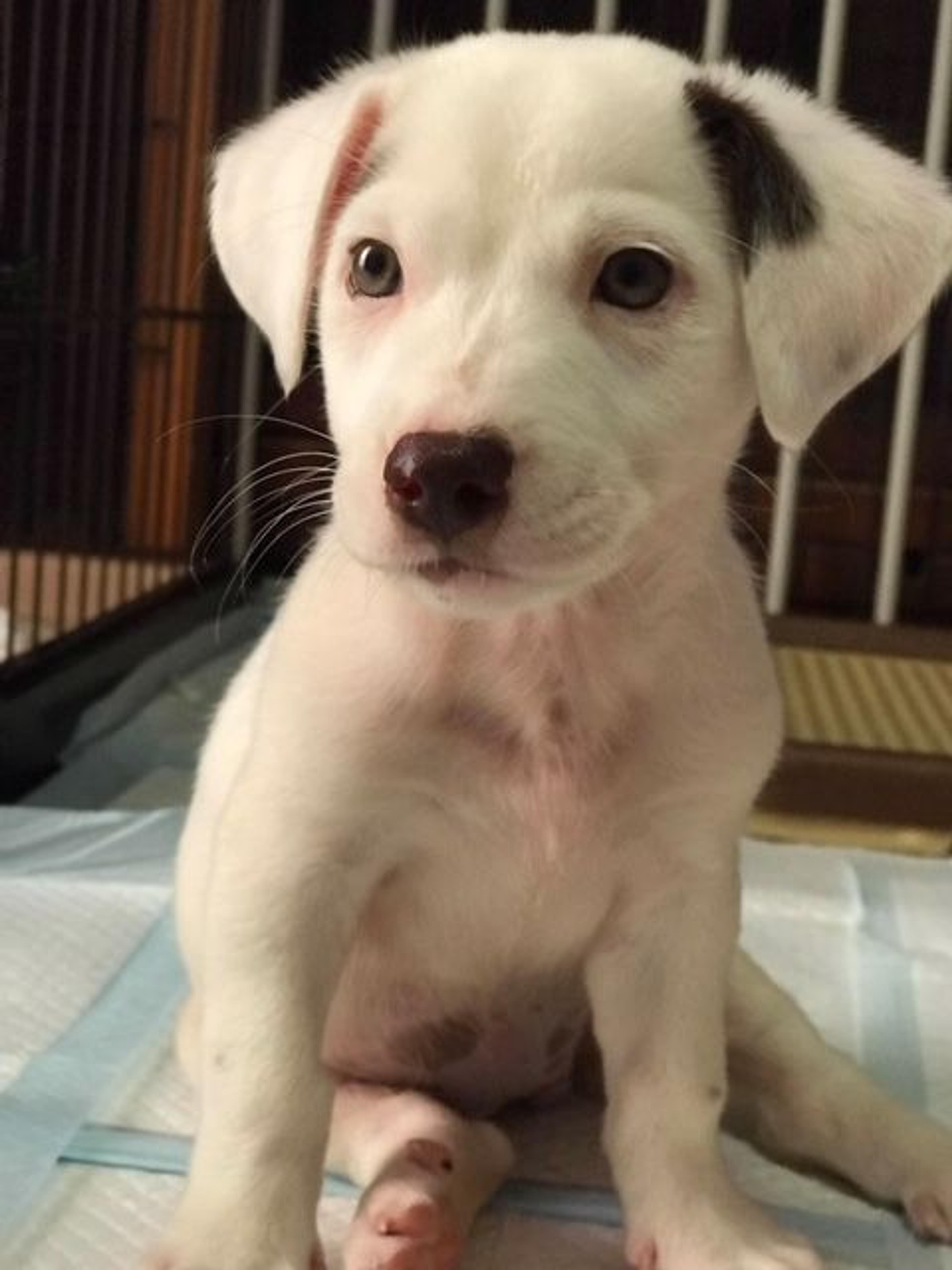 pet-image-2
