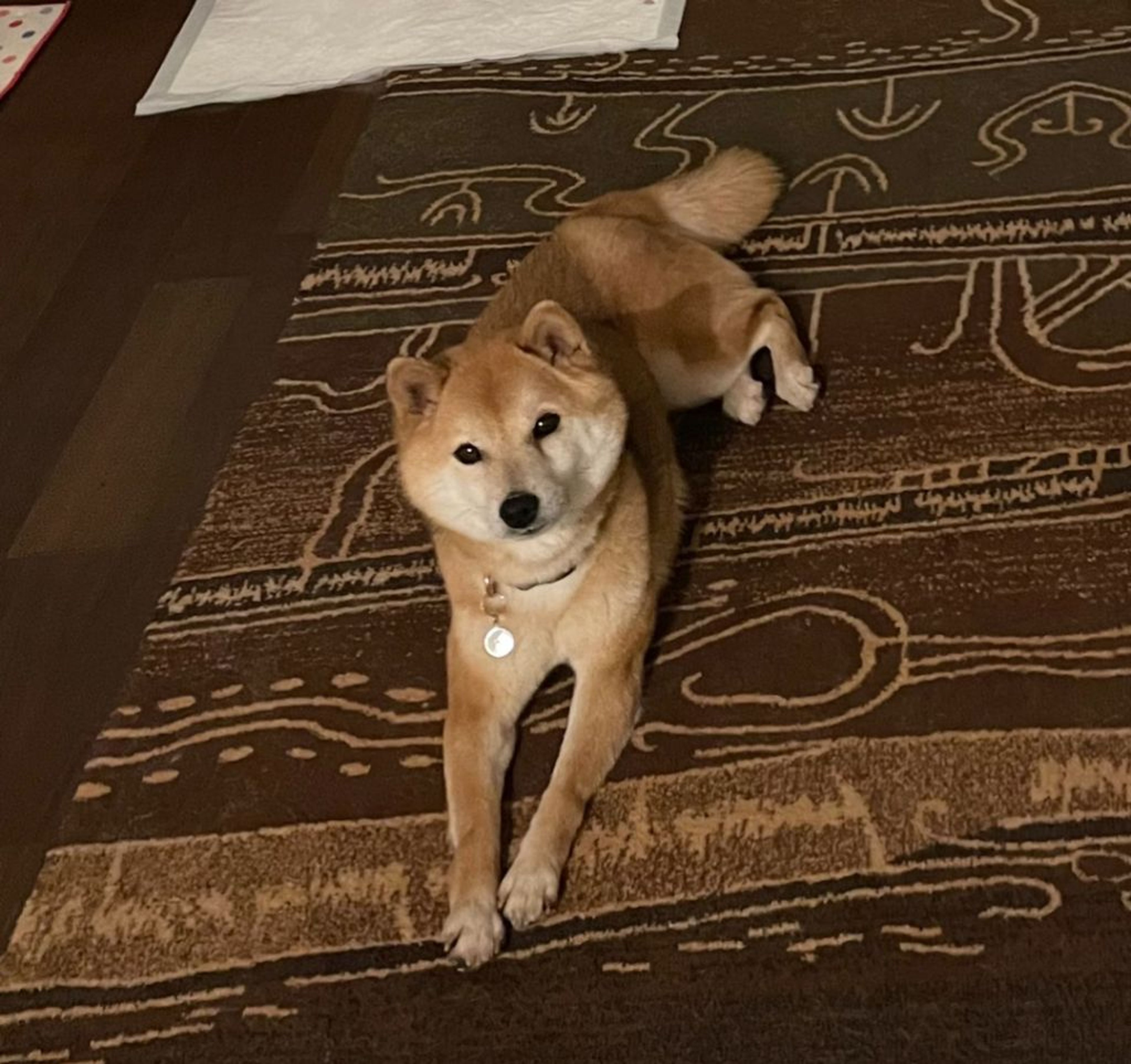 pet-image-3
