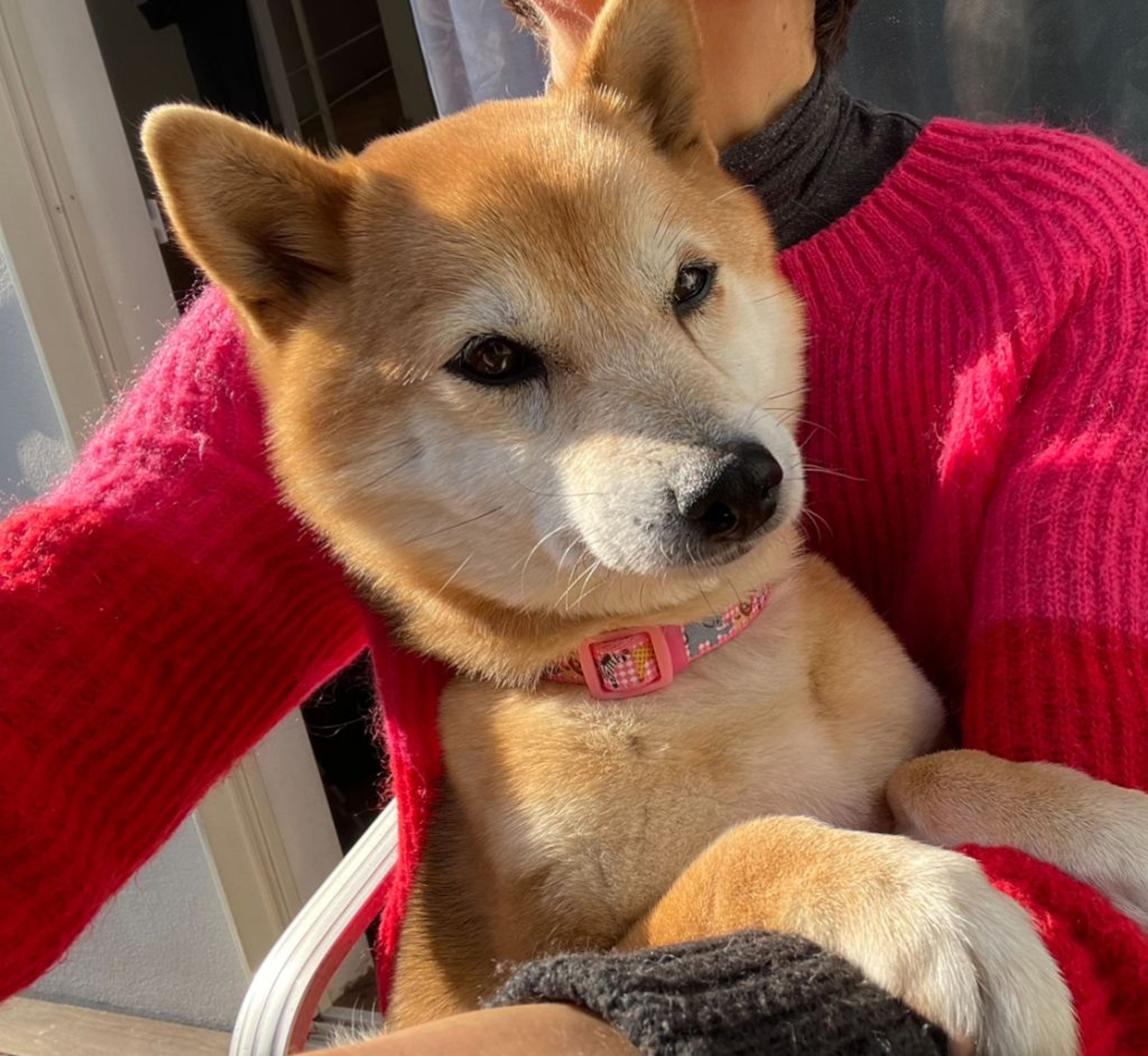 pet-image-4