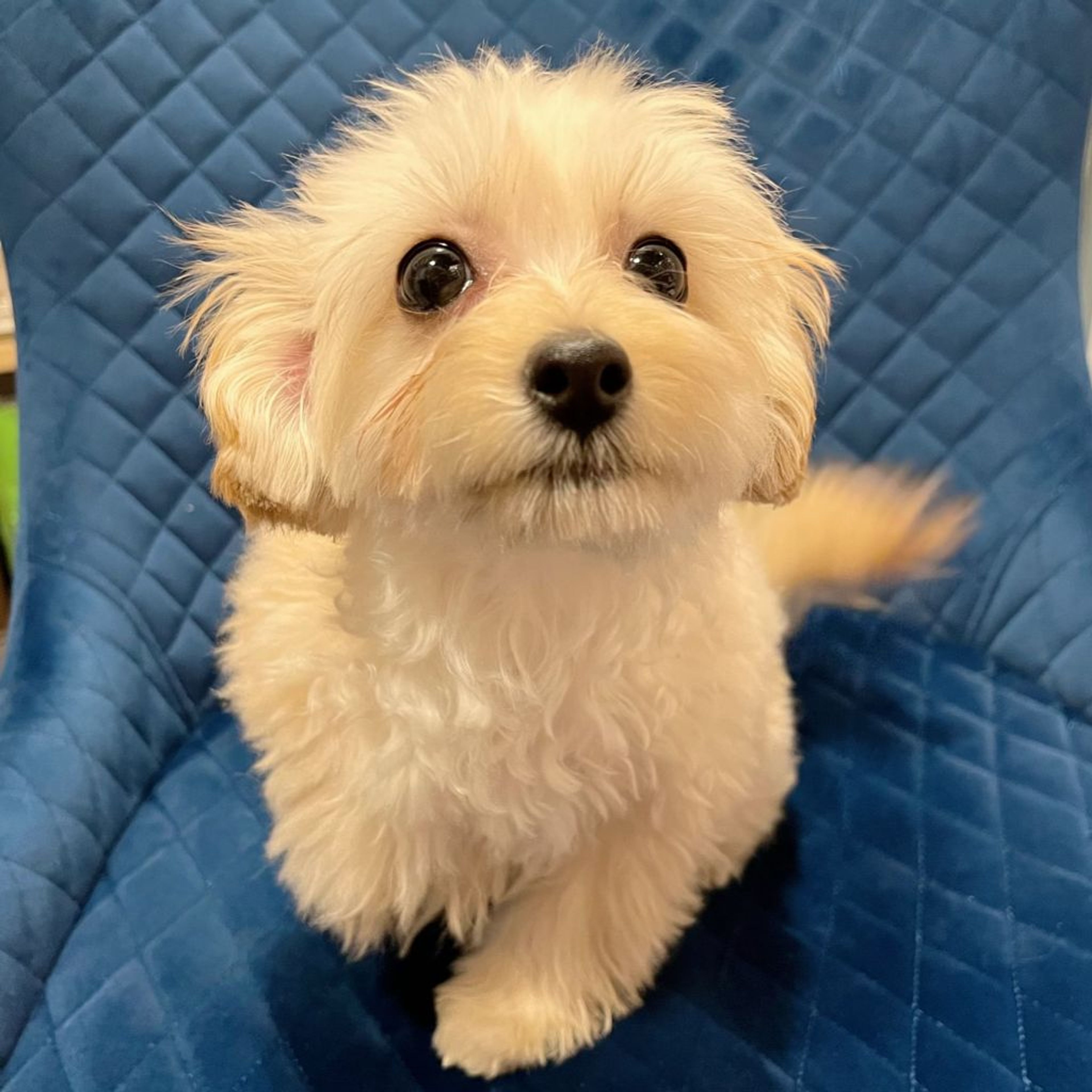 雑種（ミックス犬）・メスの里親募集の写真