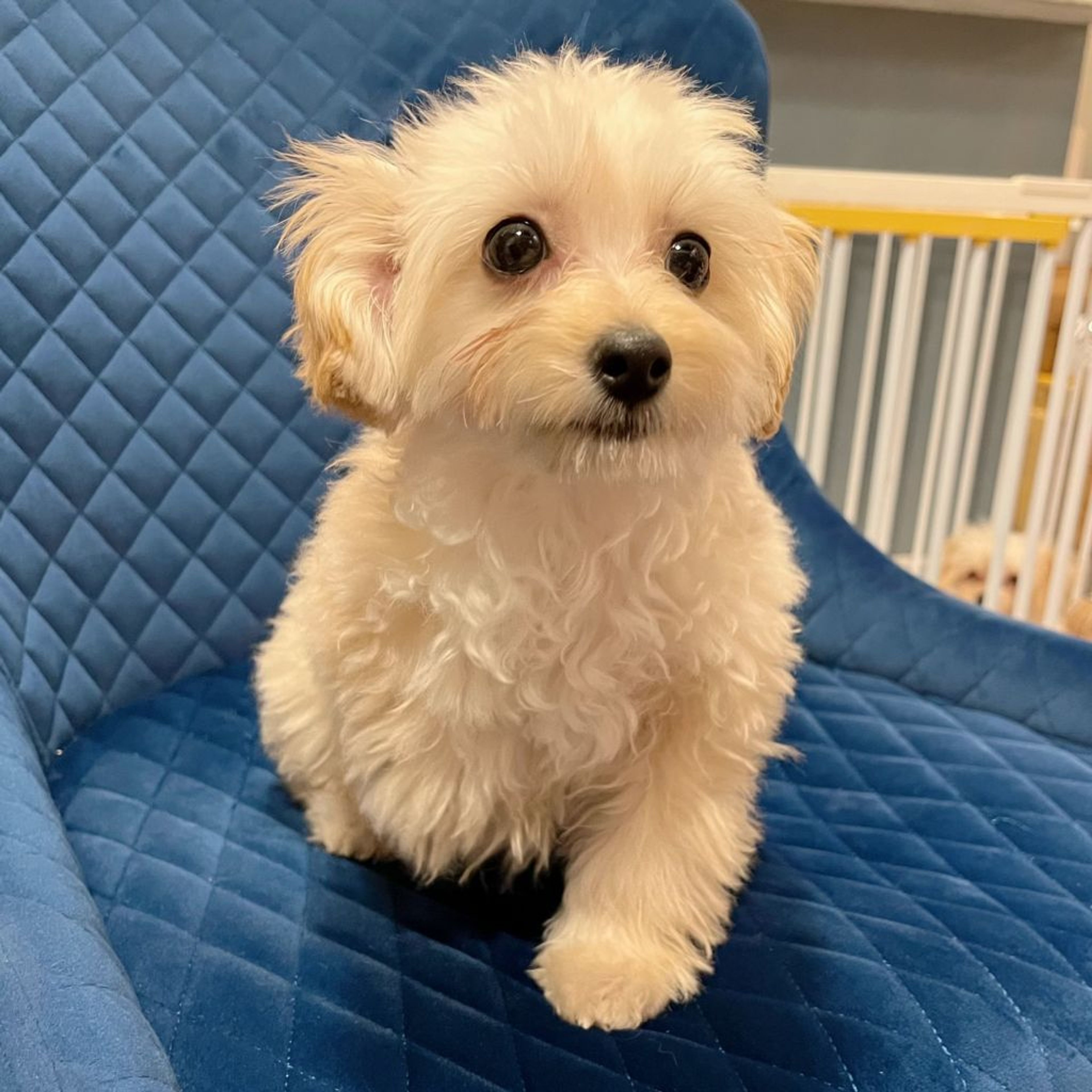 pet-image-3