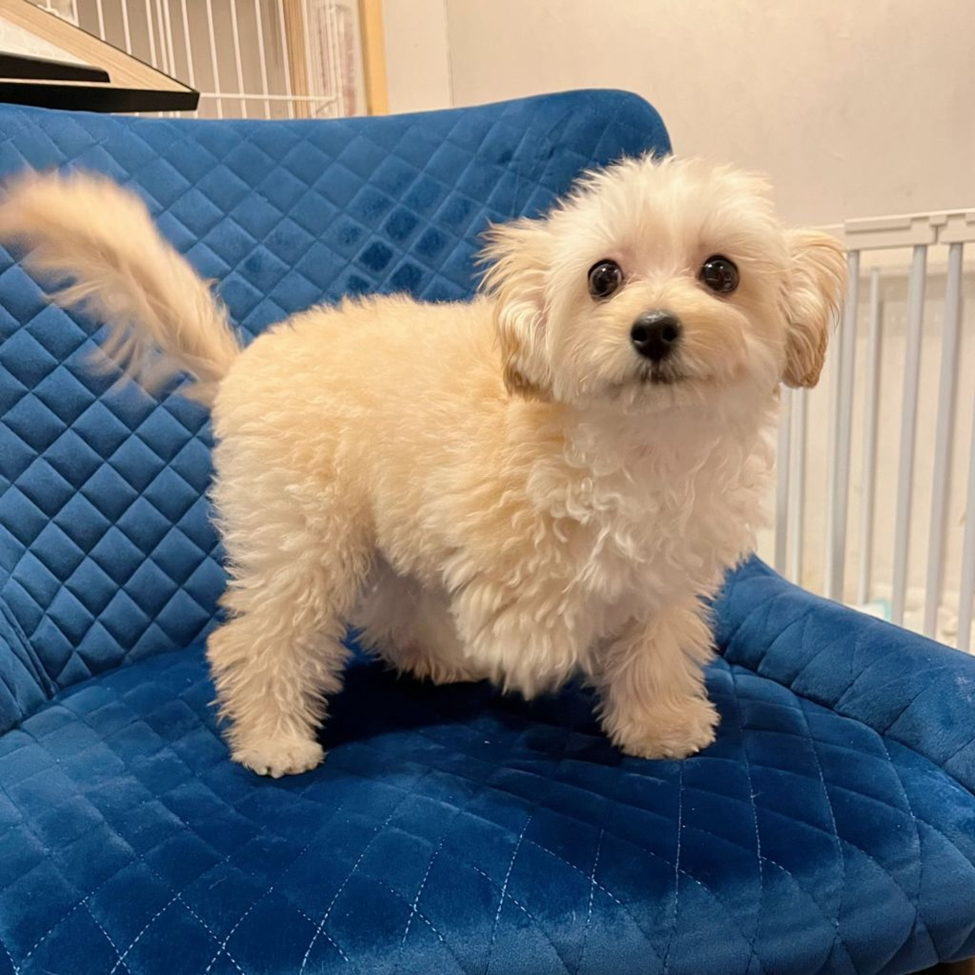 pet-image-4