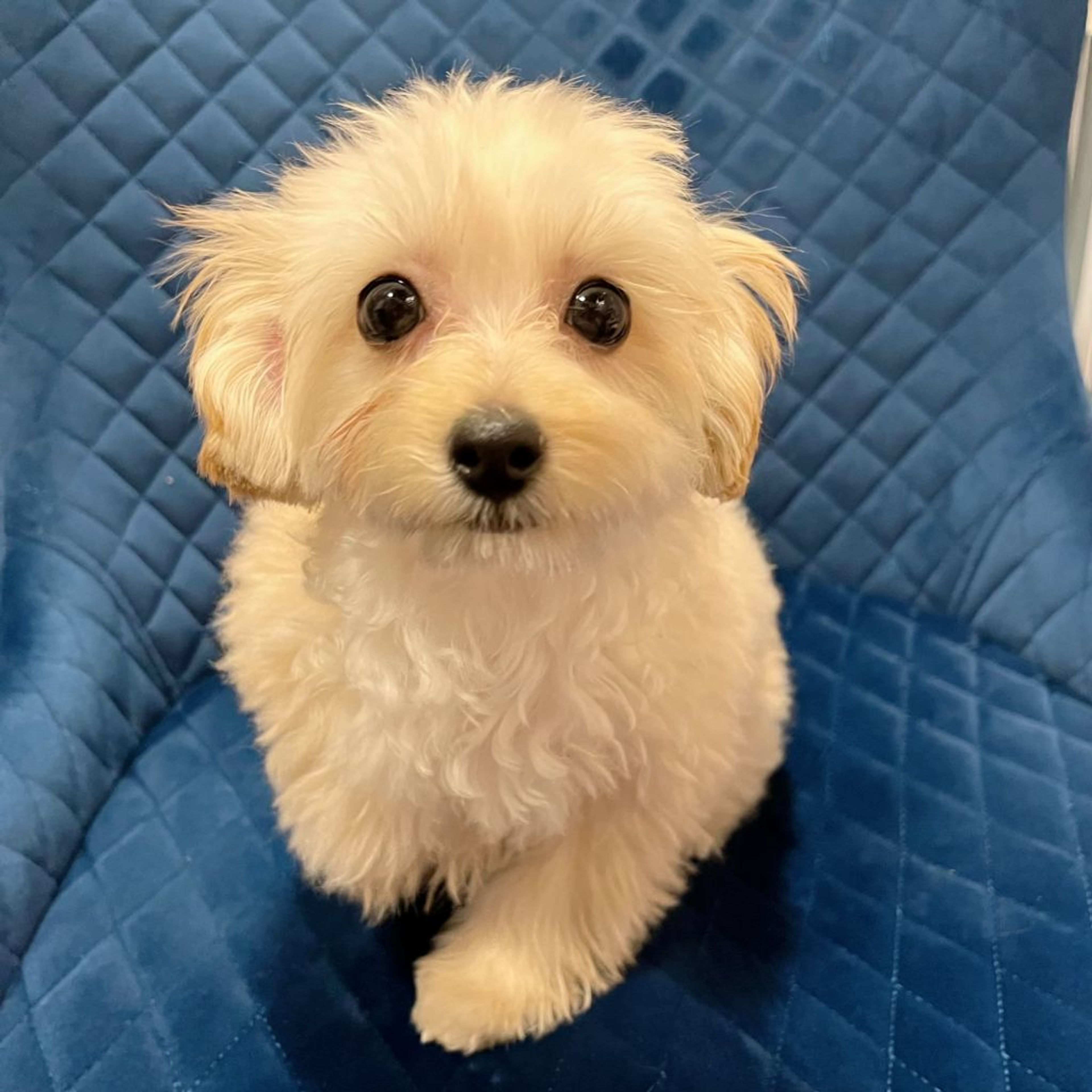 pet-image-5