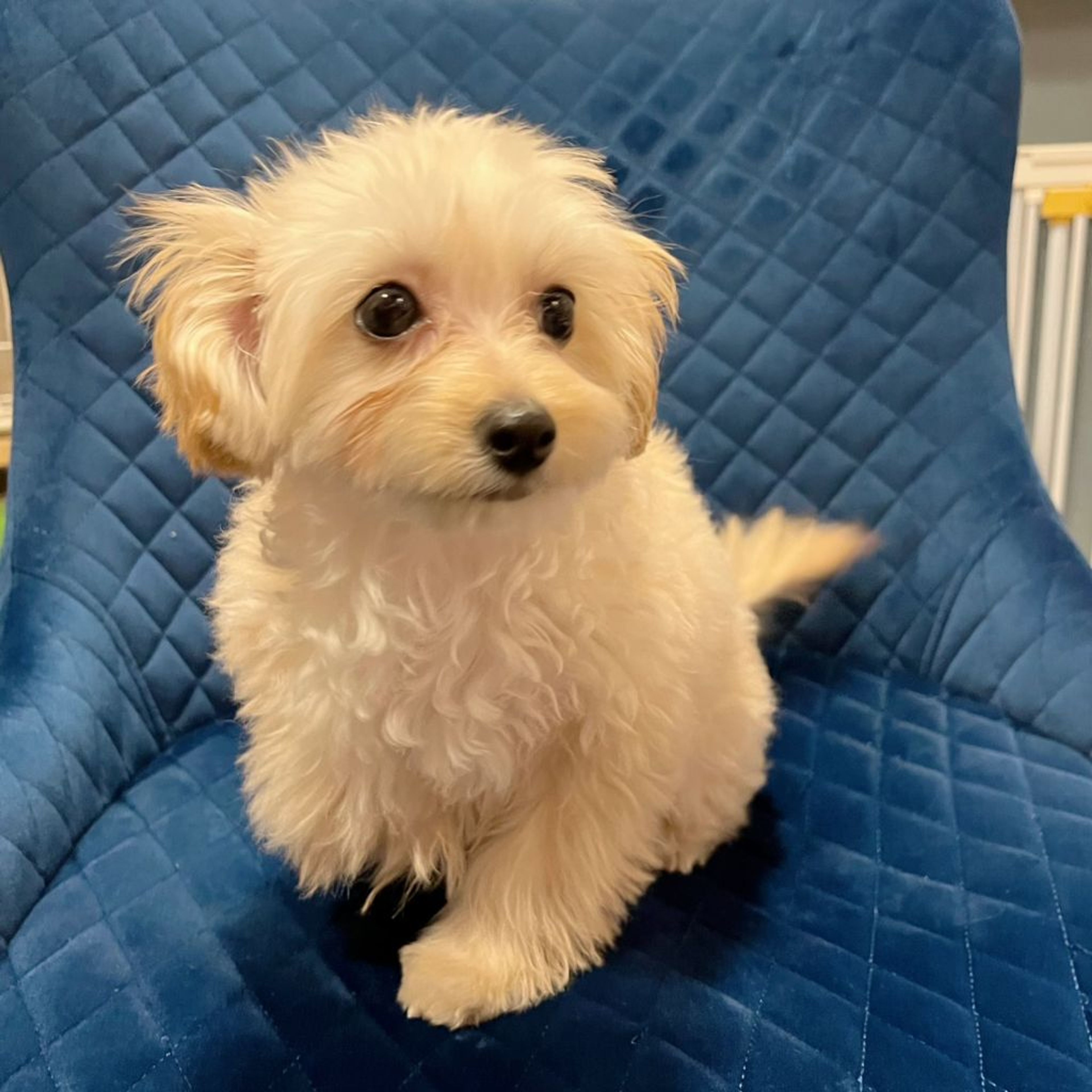 pet-image-6