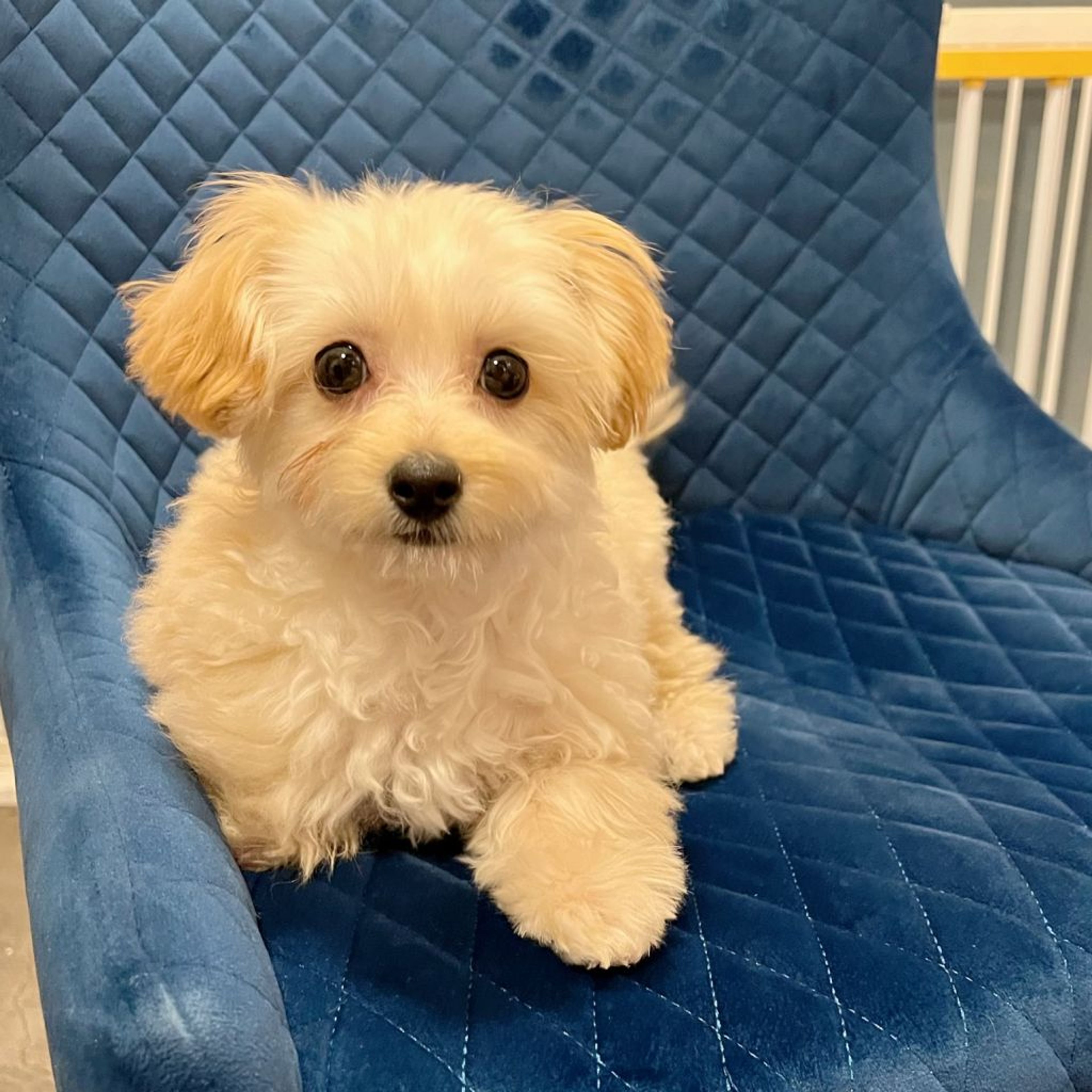 pet-image-7