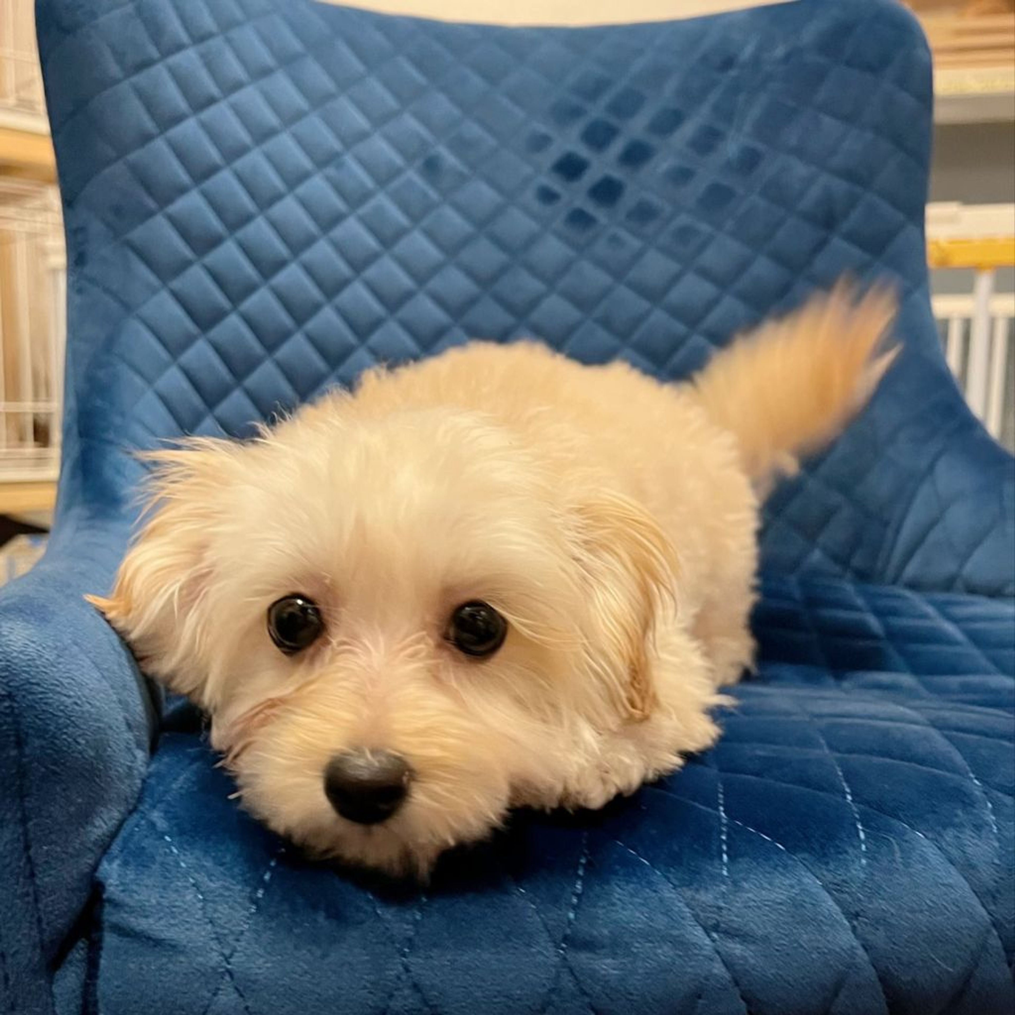 pet-image-8