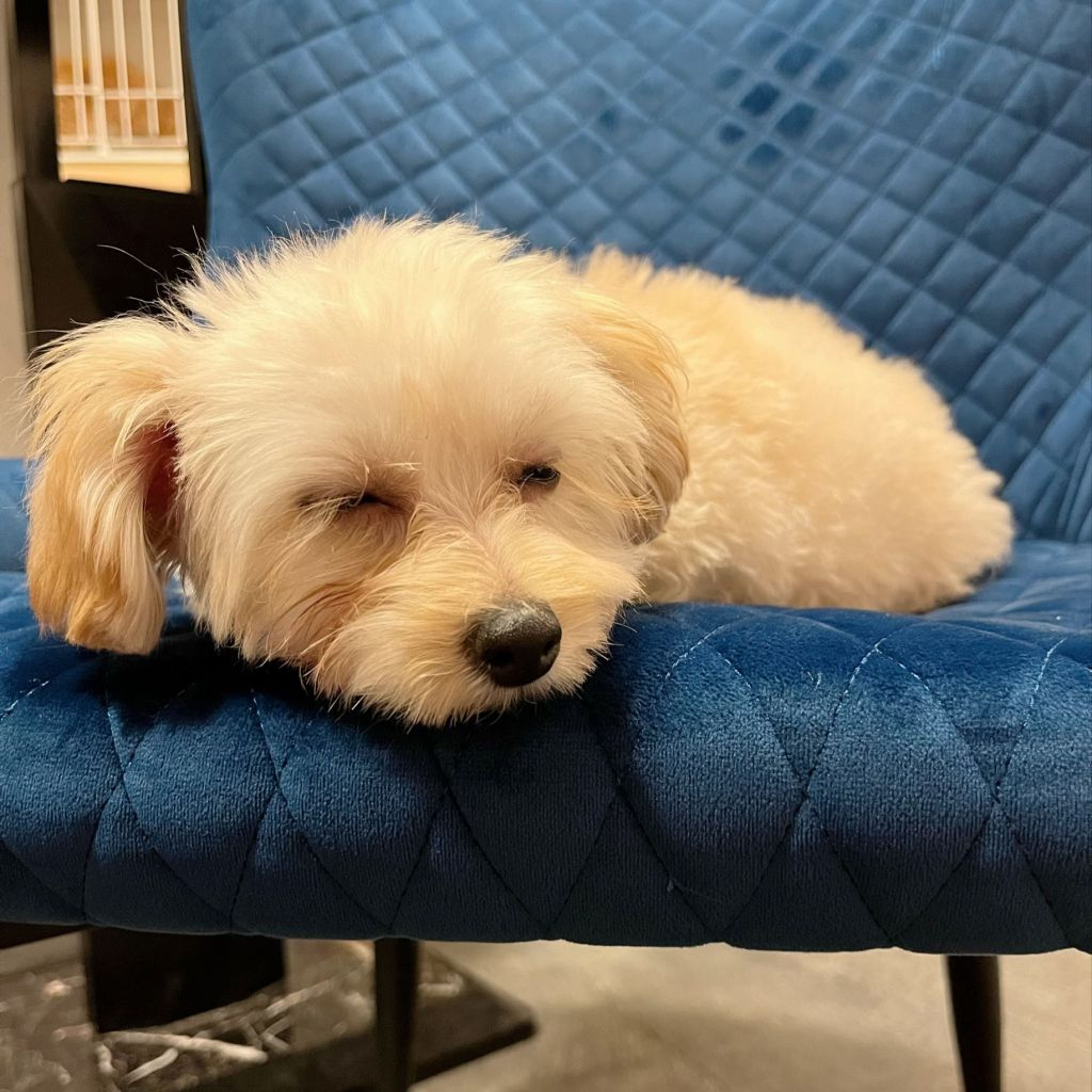 pet-image-2