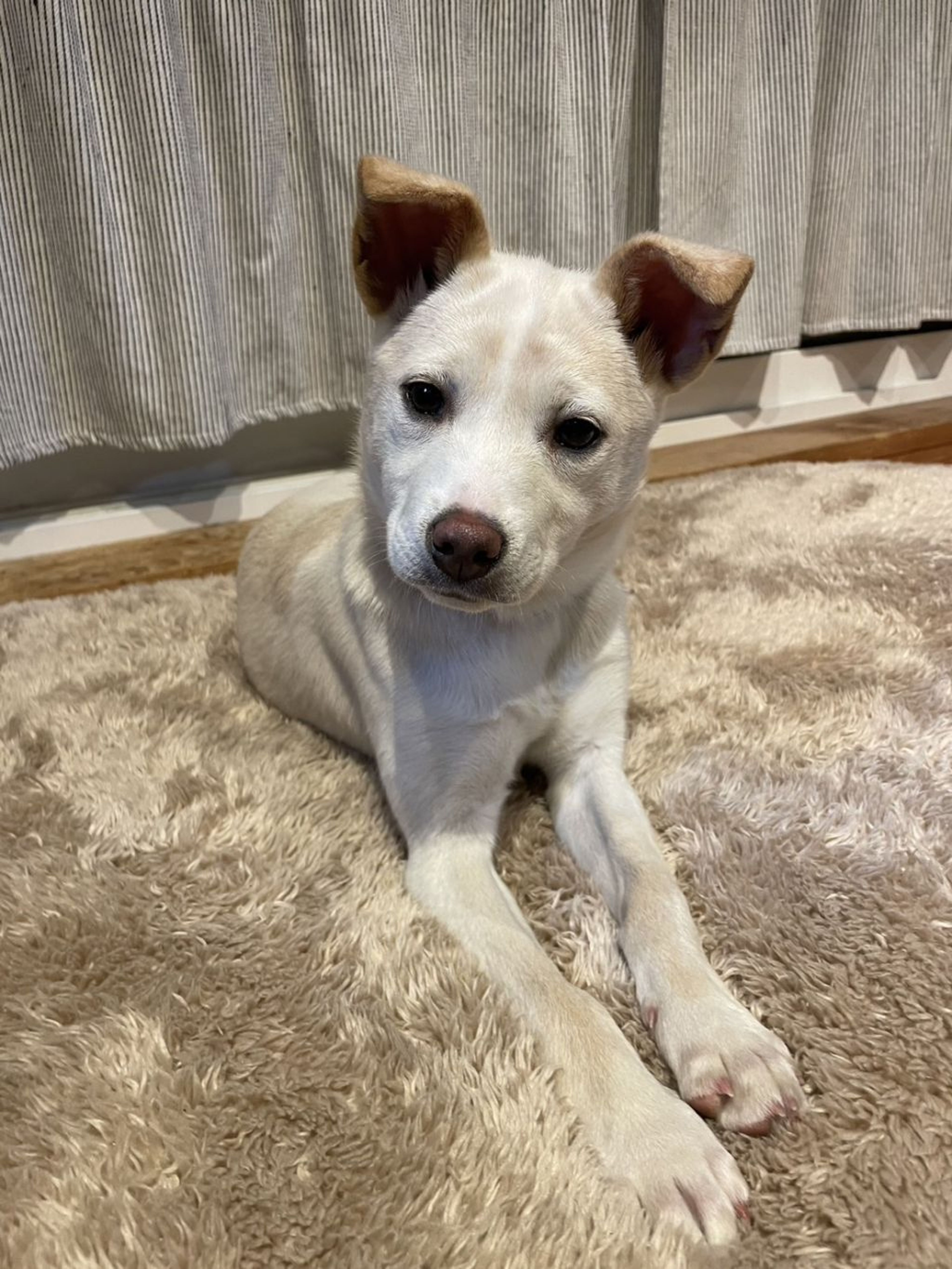 雑種（ミックス犬）・メスの里親募集の写真