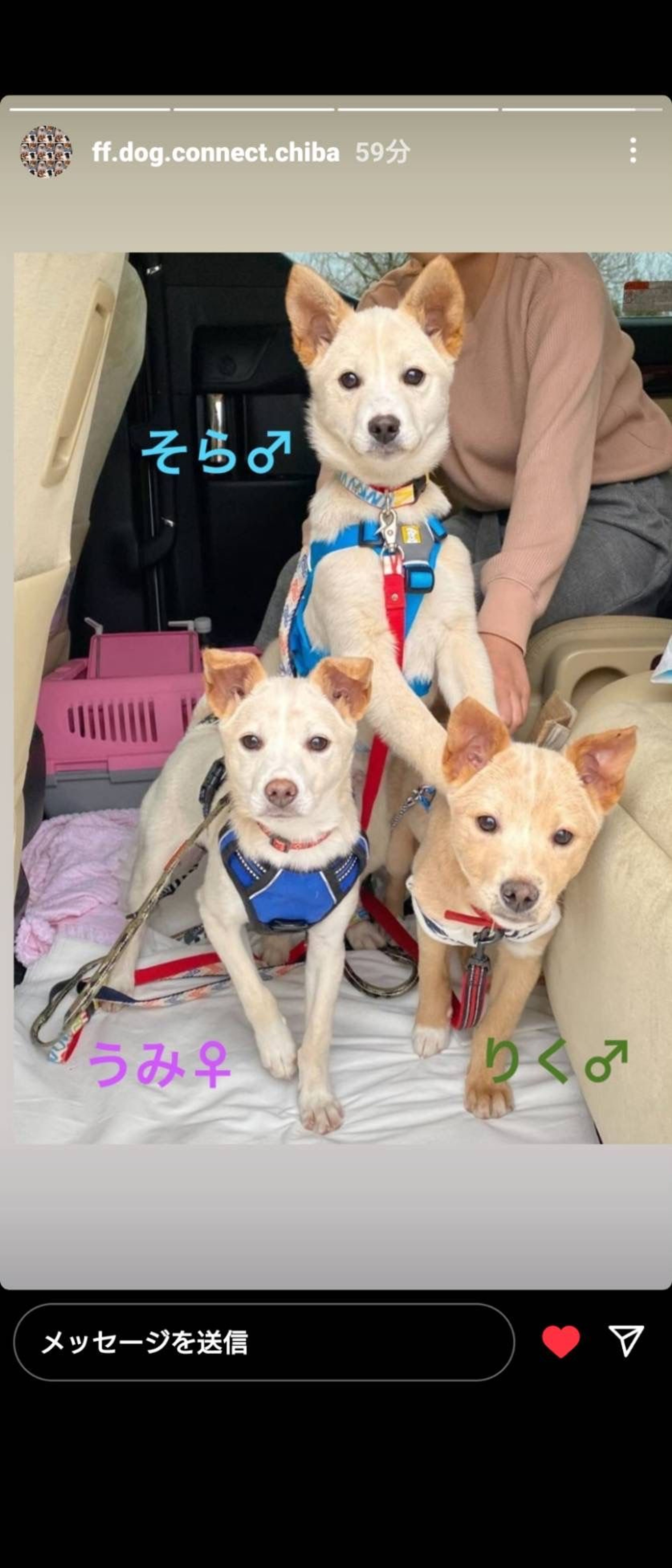 pet-image-2