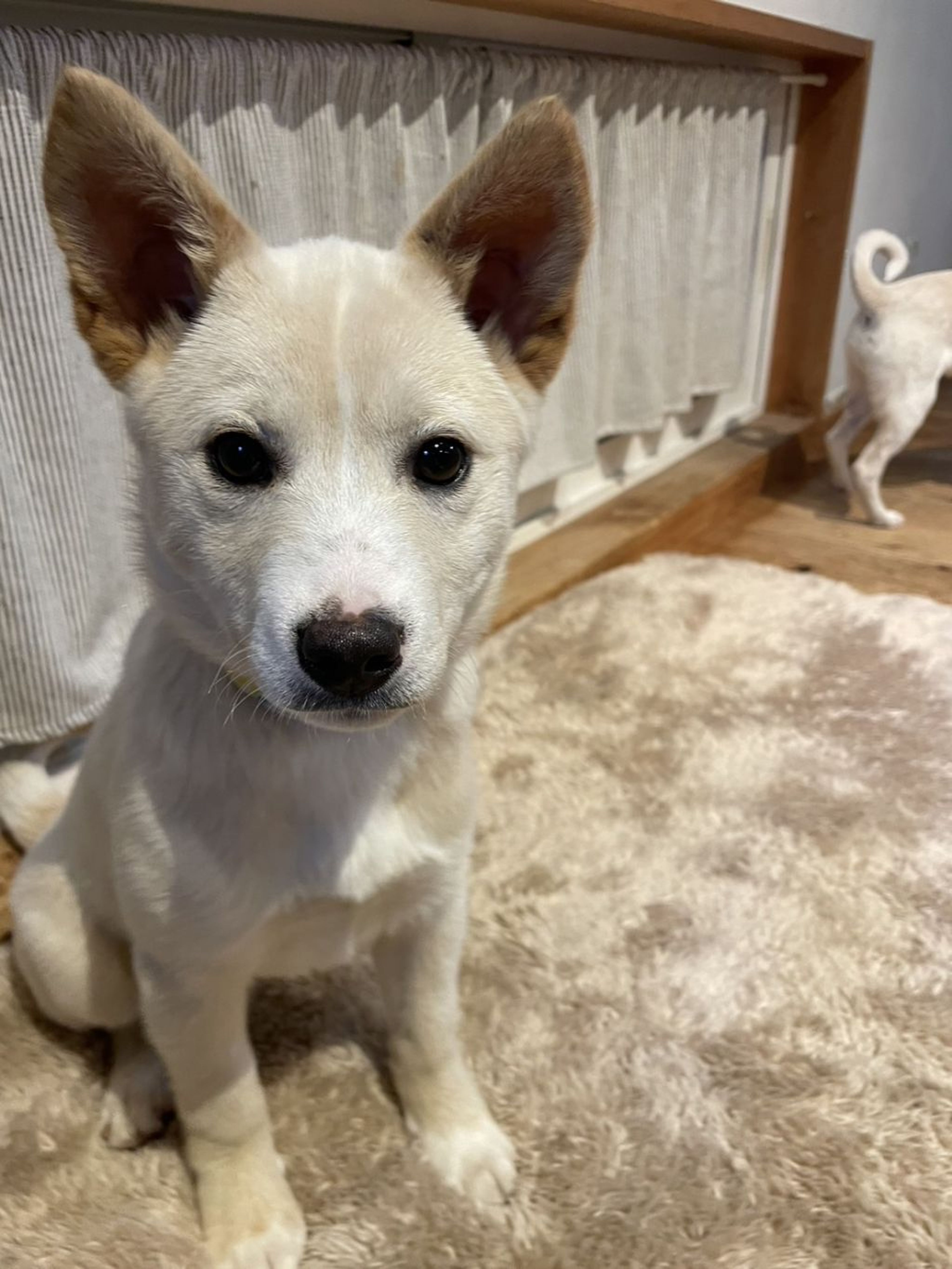 雑種（ミックス犬）・オスの里親募集の写真