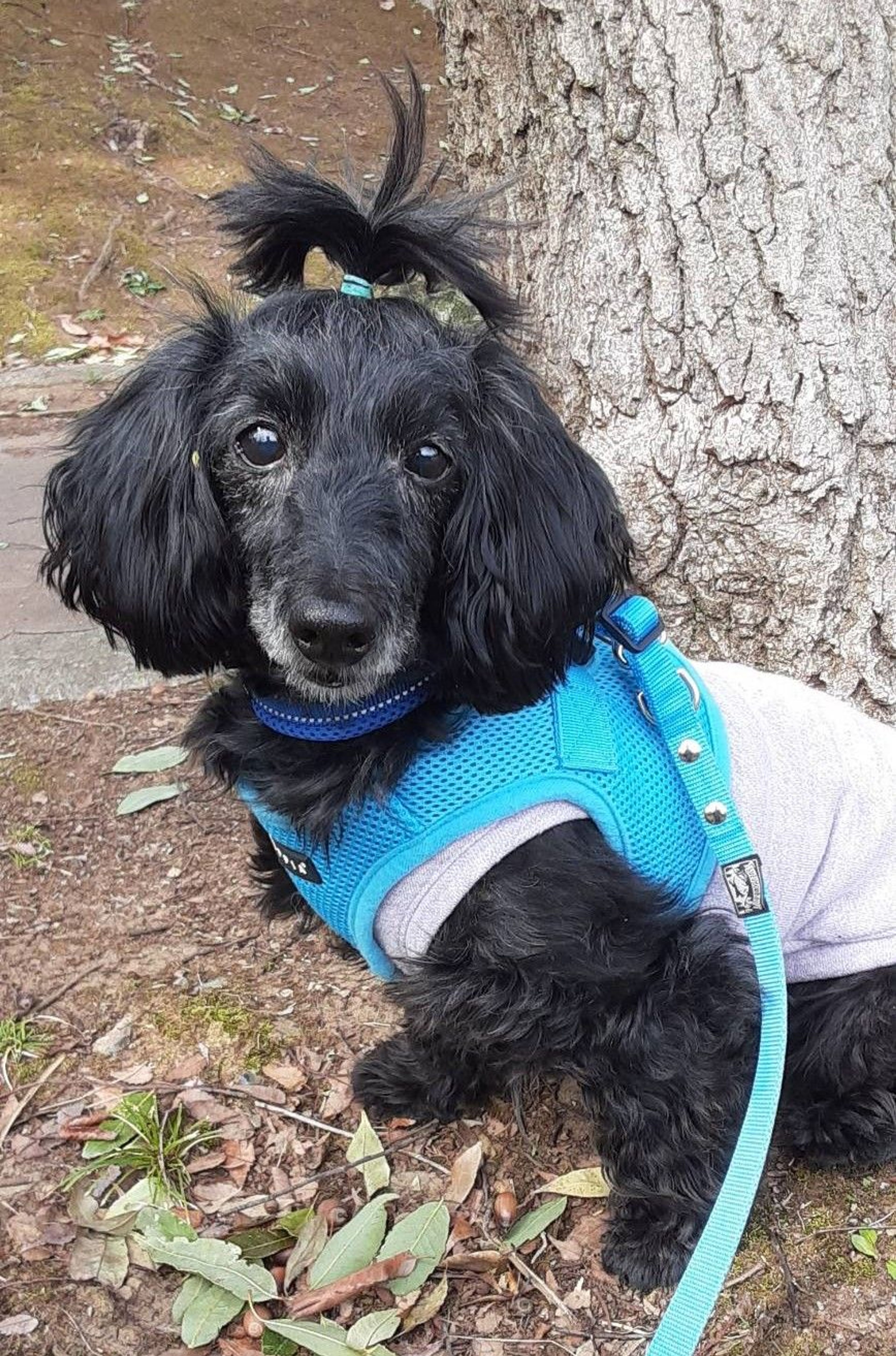 pet-image-3