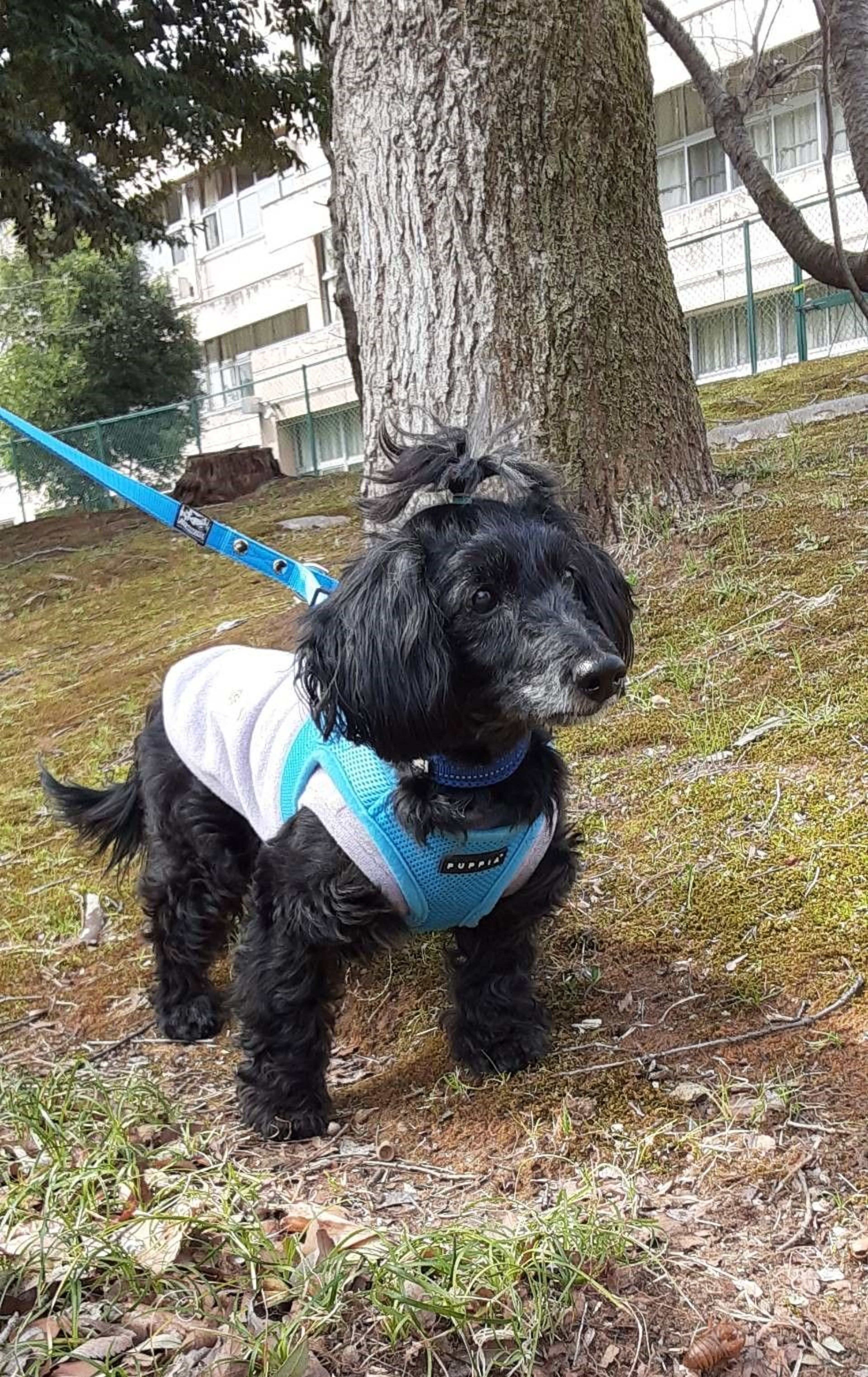 pet-image-5