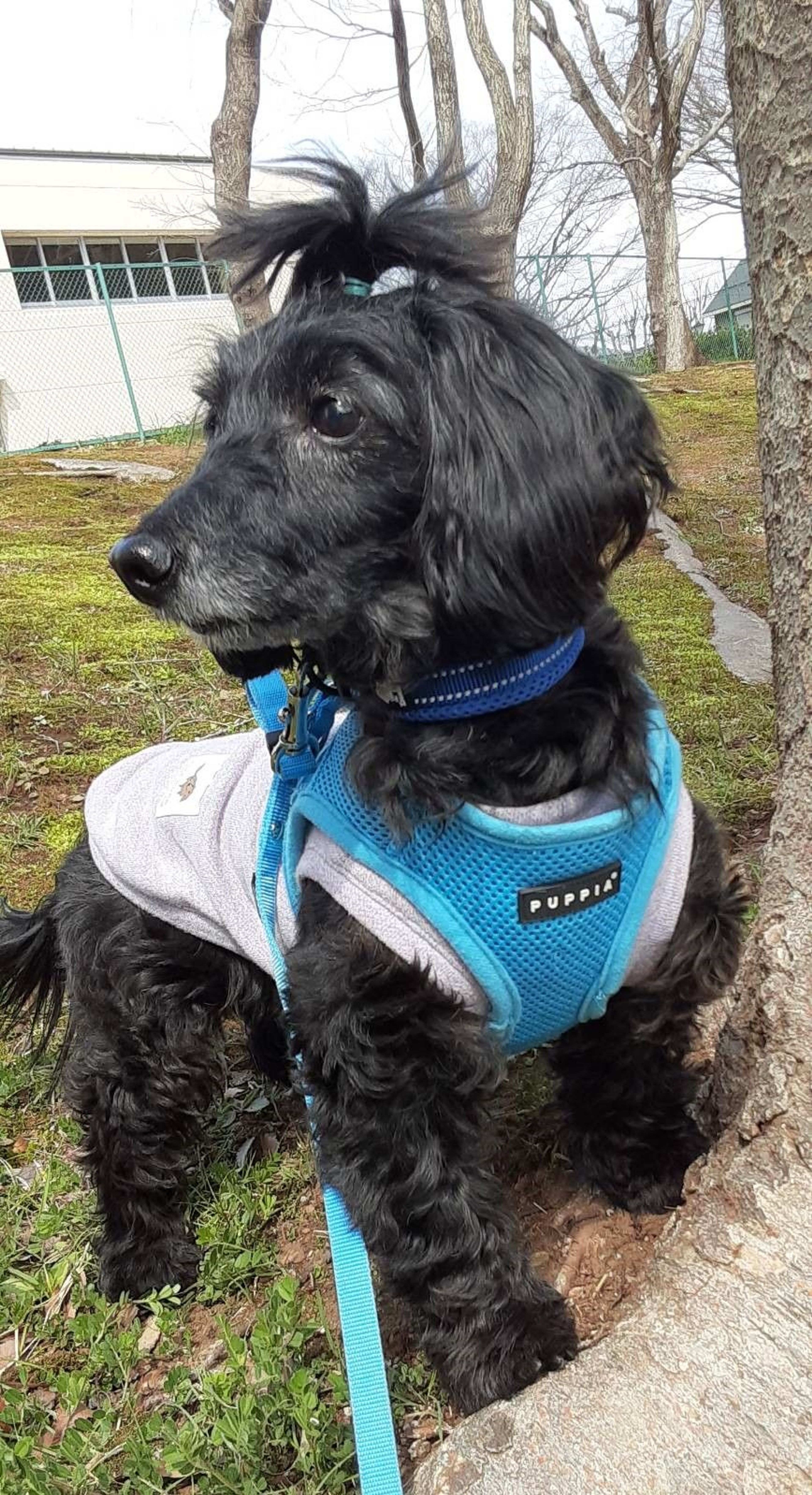 pet-image-2