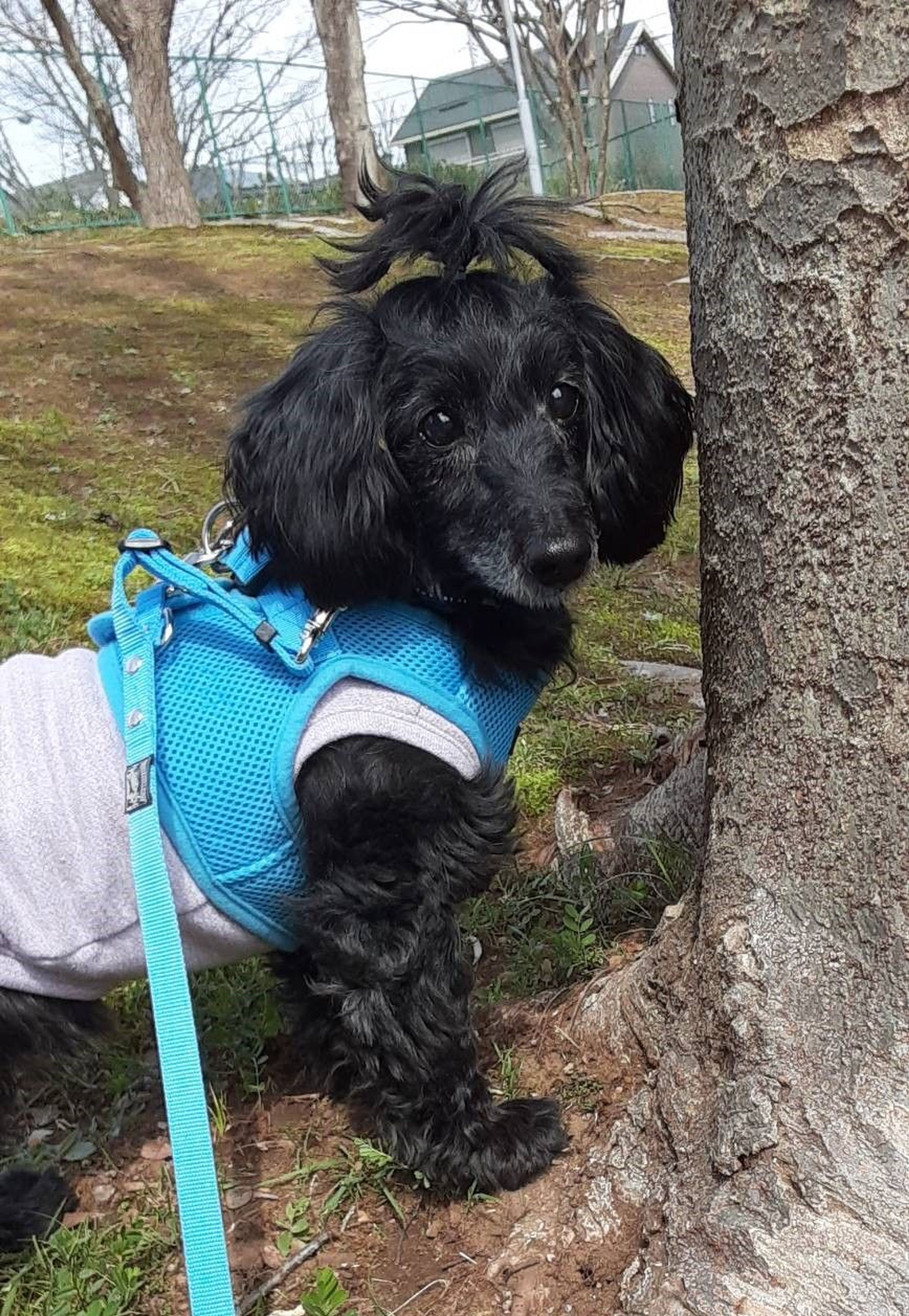pet-image-4