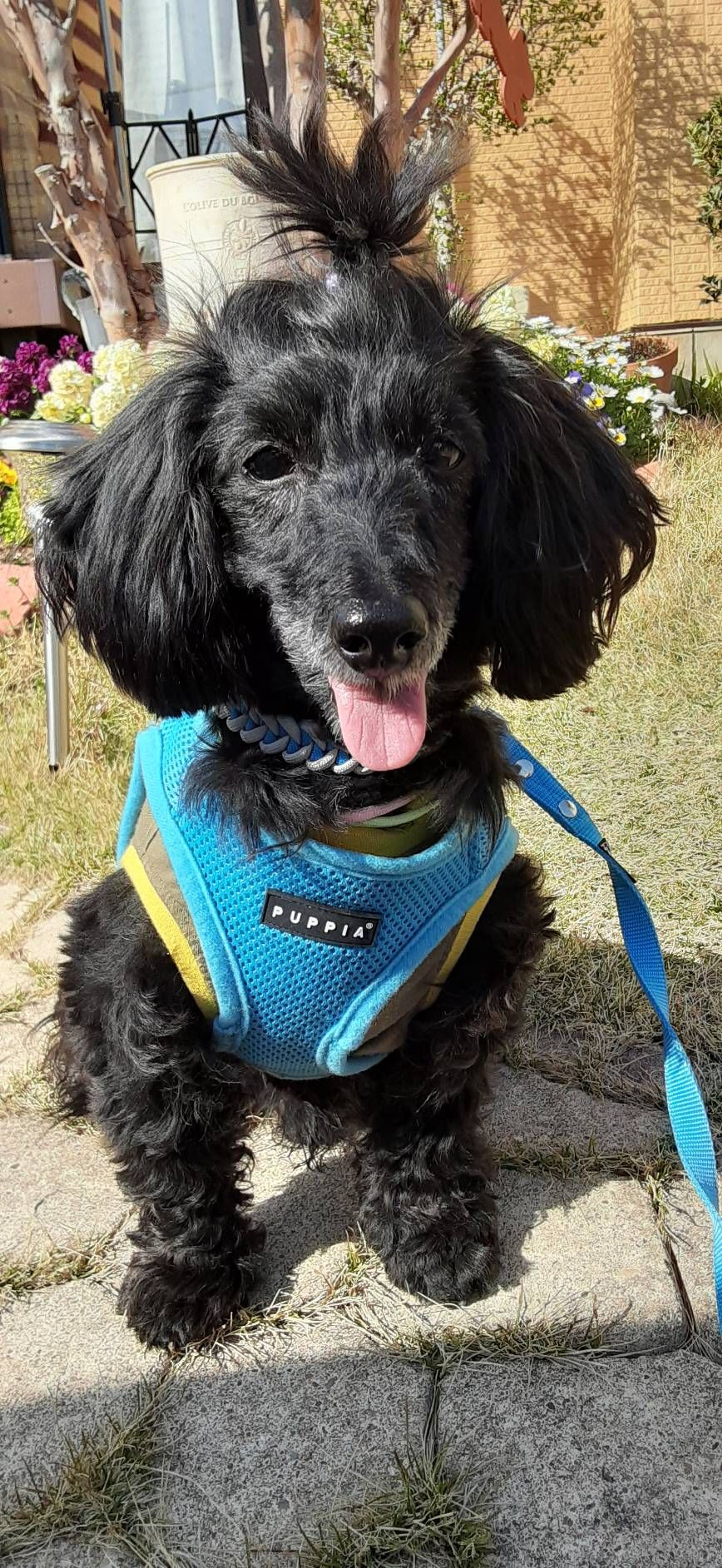 pet-image-6