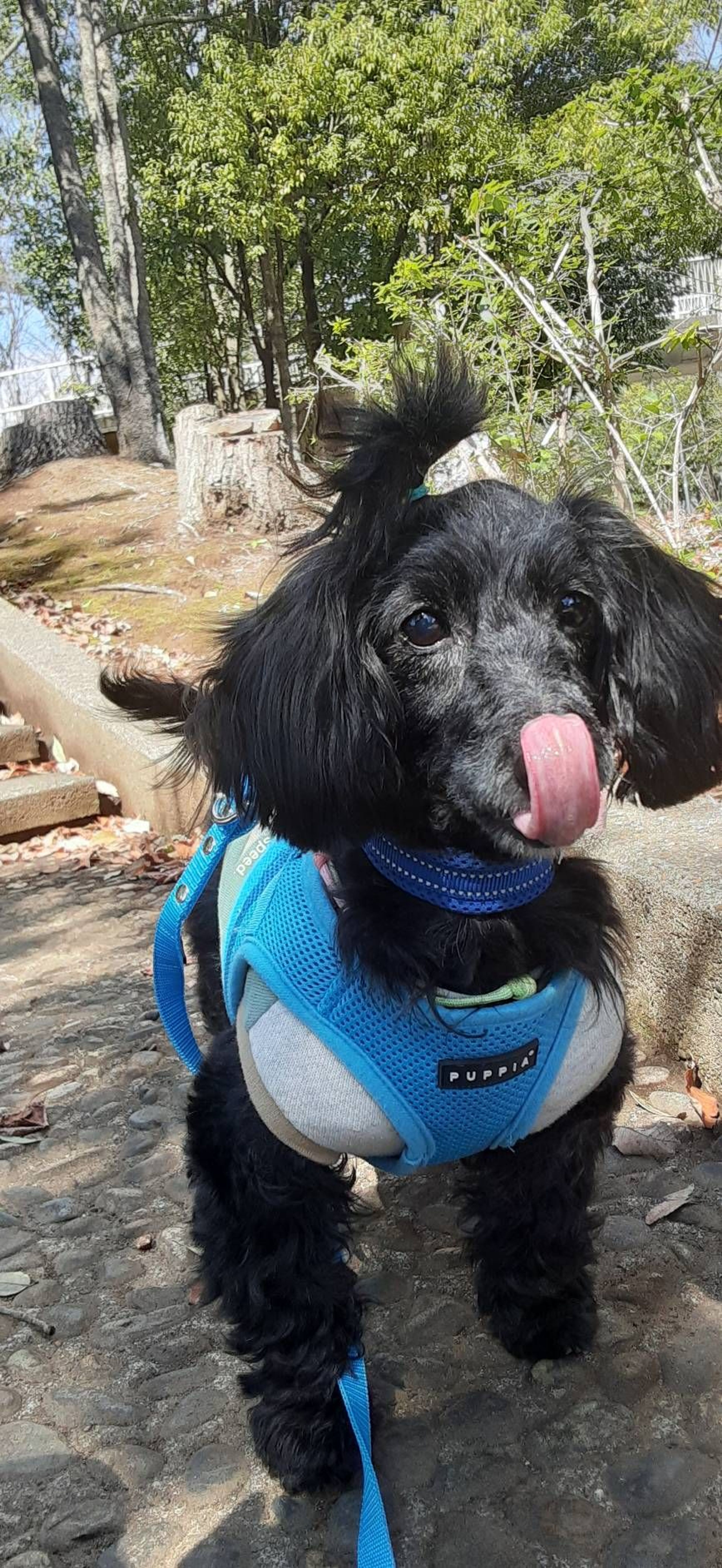 pet-image-7
