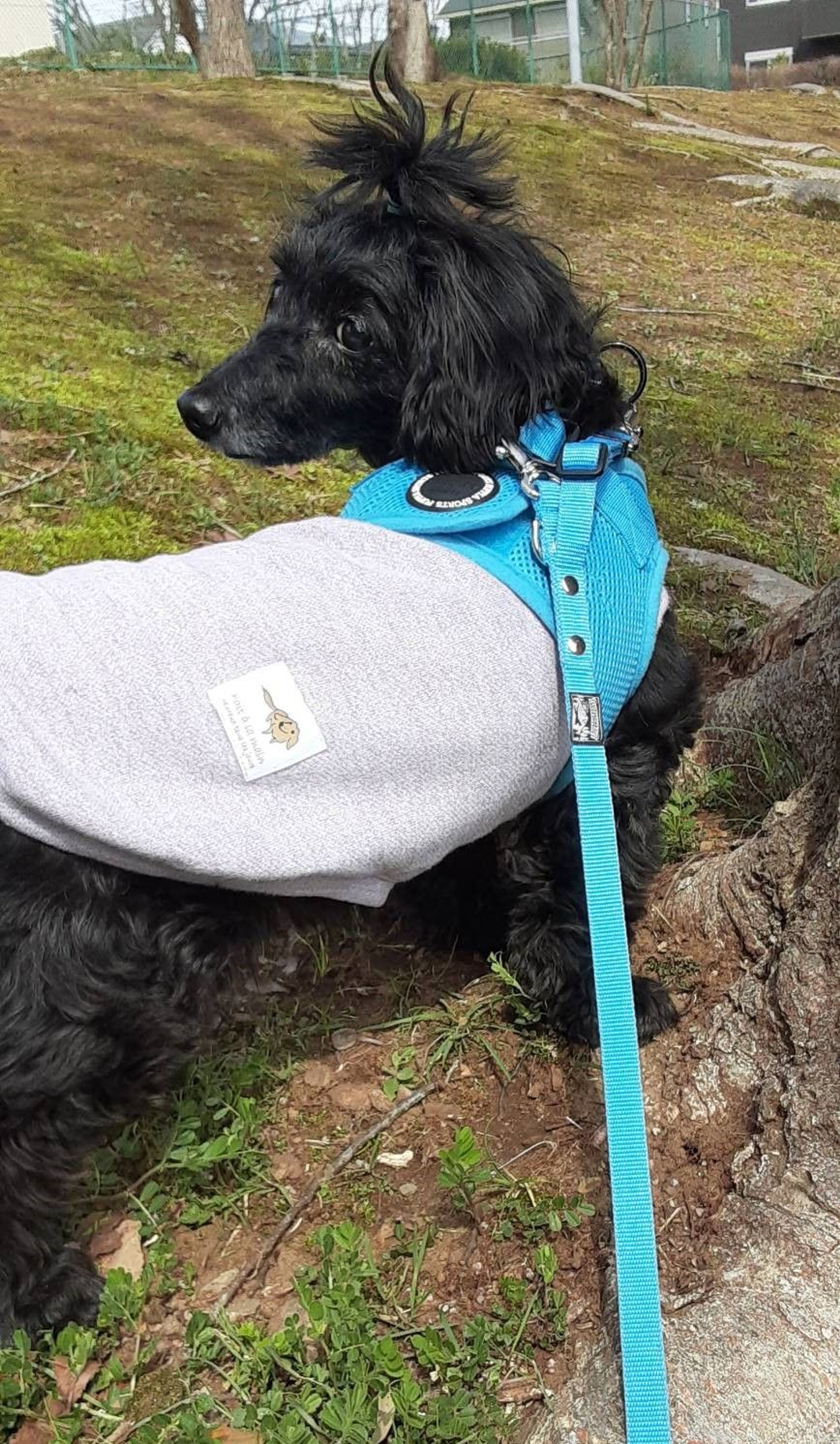 pet-image-8