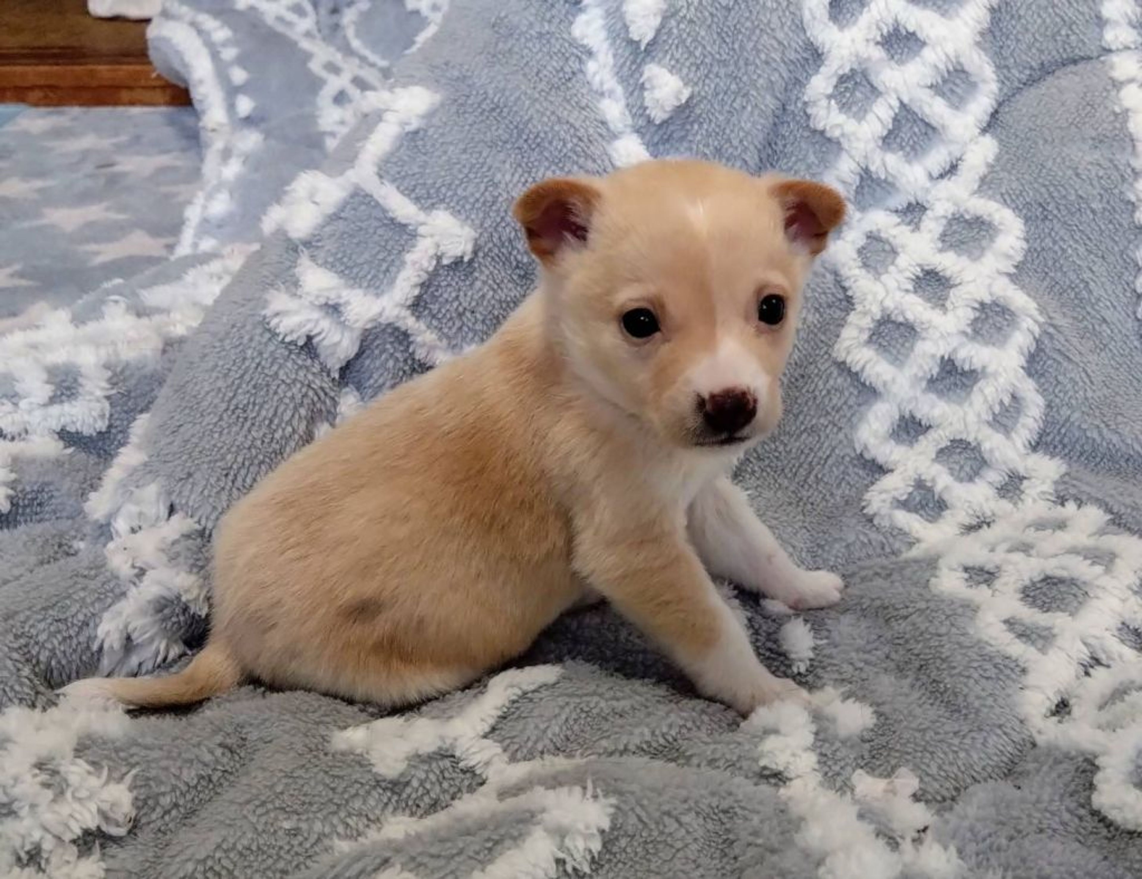 pet-image-2