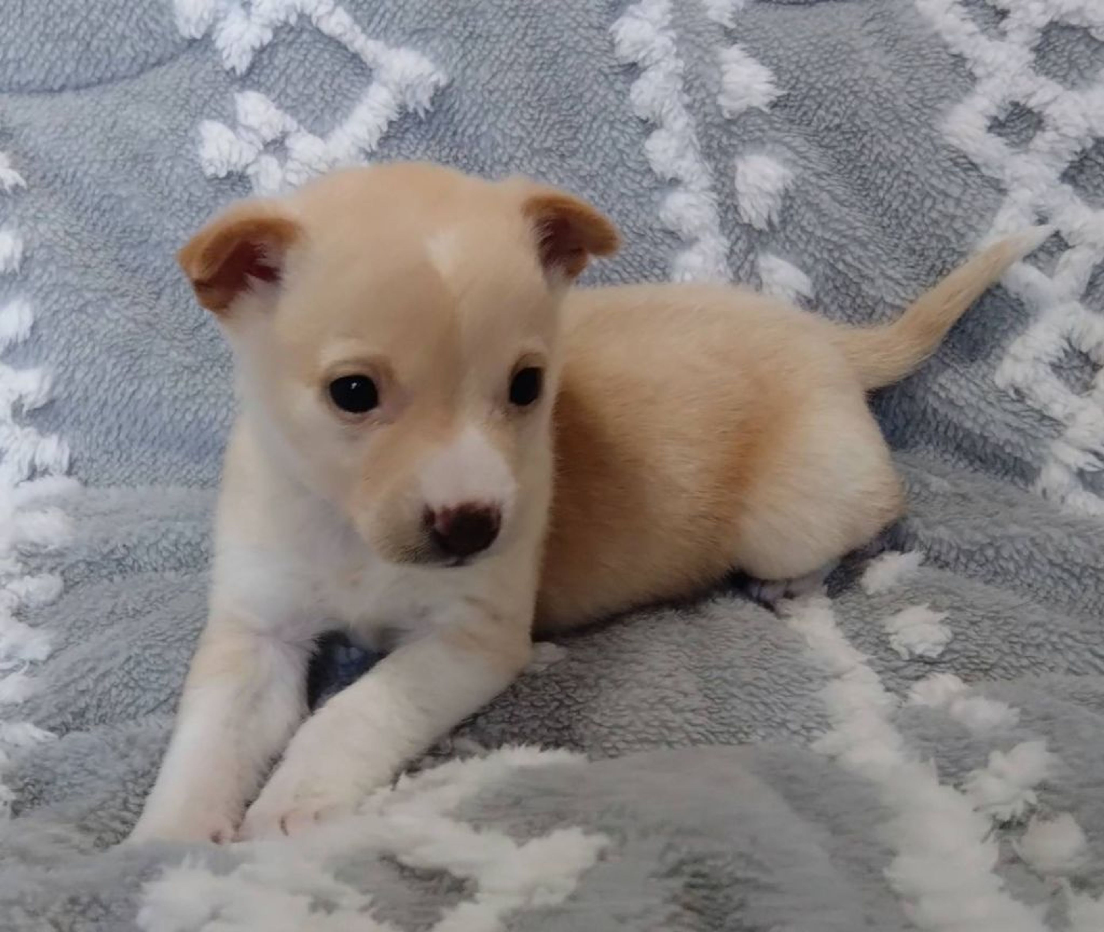 pet-image-3