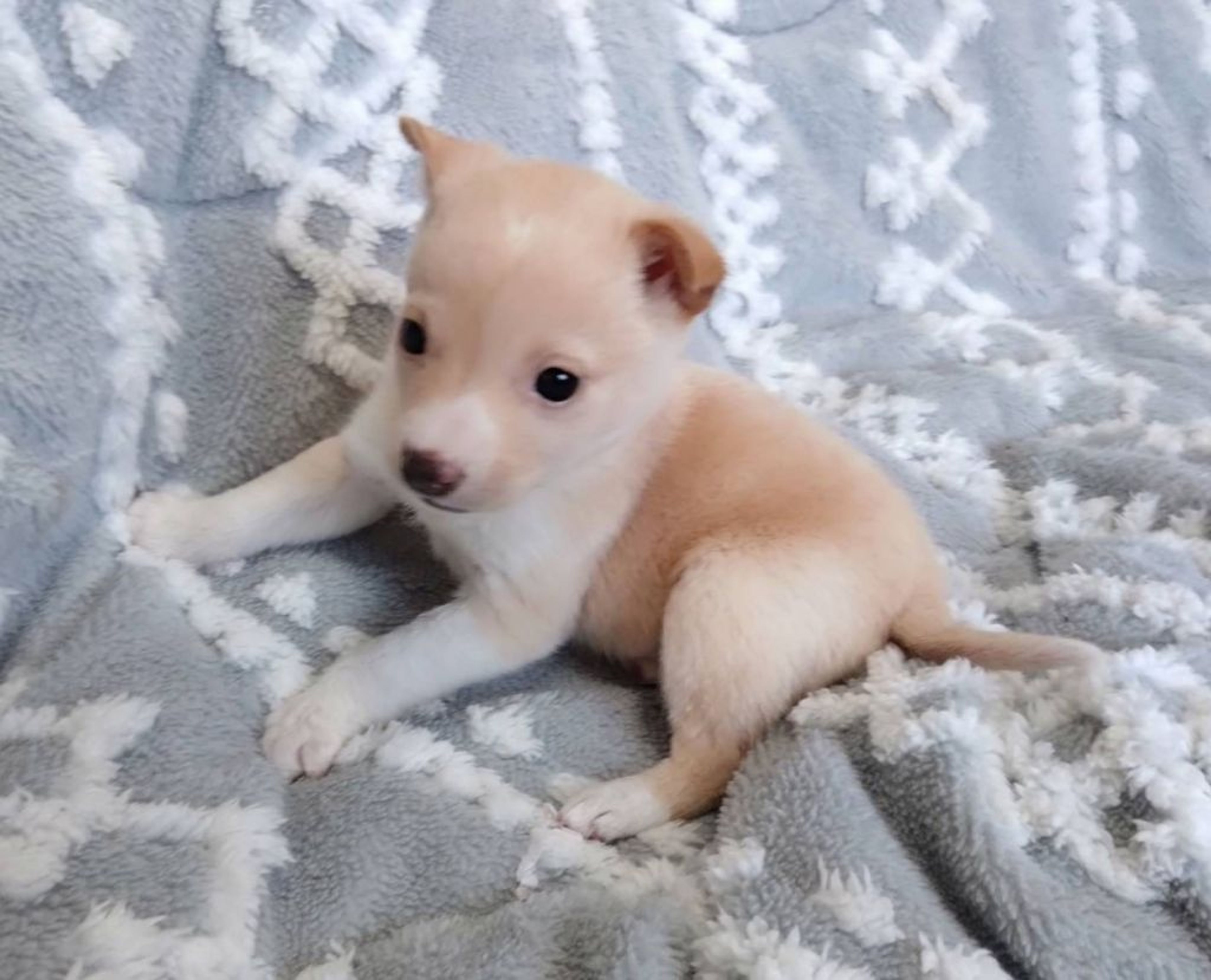 pet-image-4